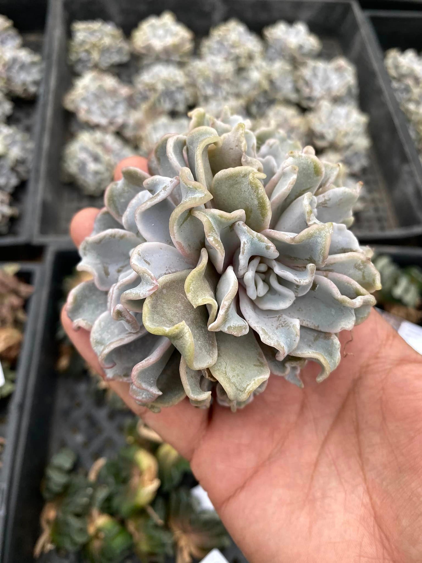 Echeveria crispate beauty cluster (3 cabezas)