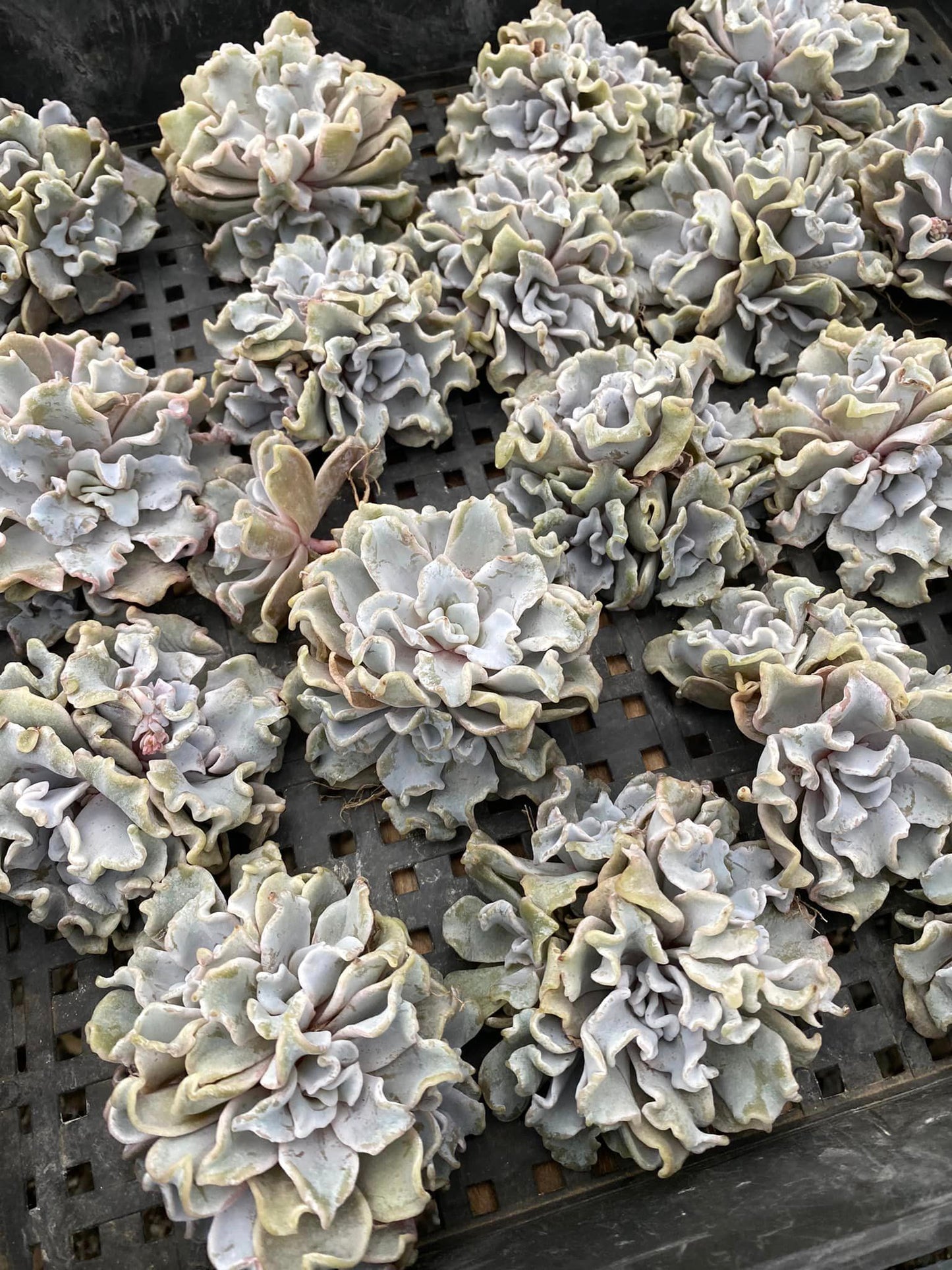 Echeveria crispate beauty cluster (3 cabezas)