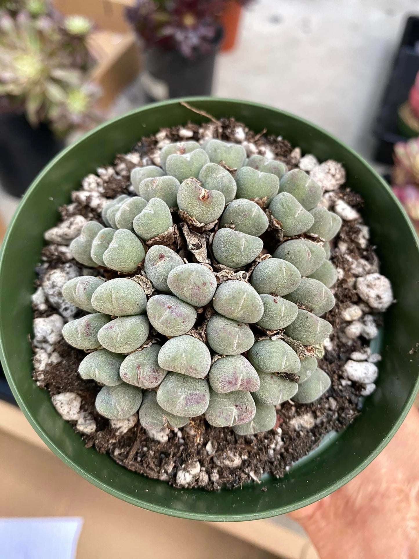 Conophytum bilobum cluster grande