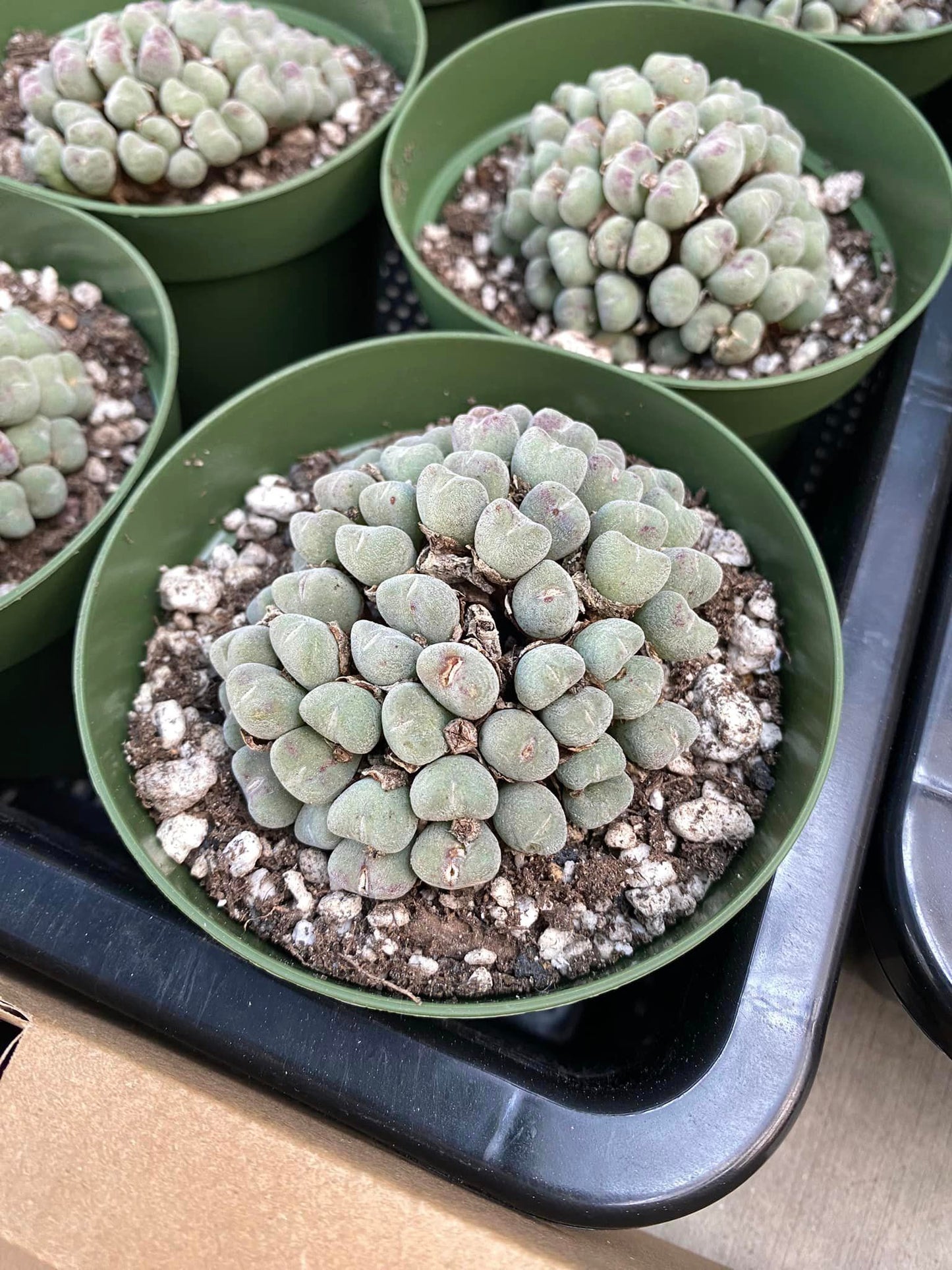 Conophytum bilobum cluster grande