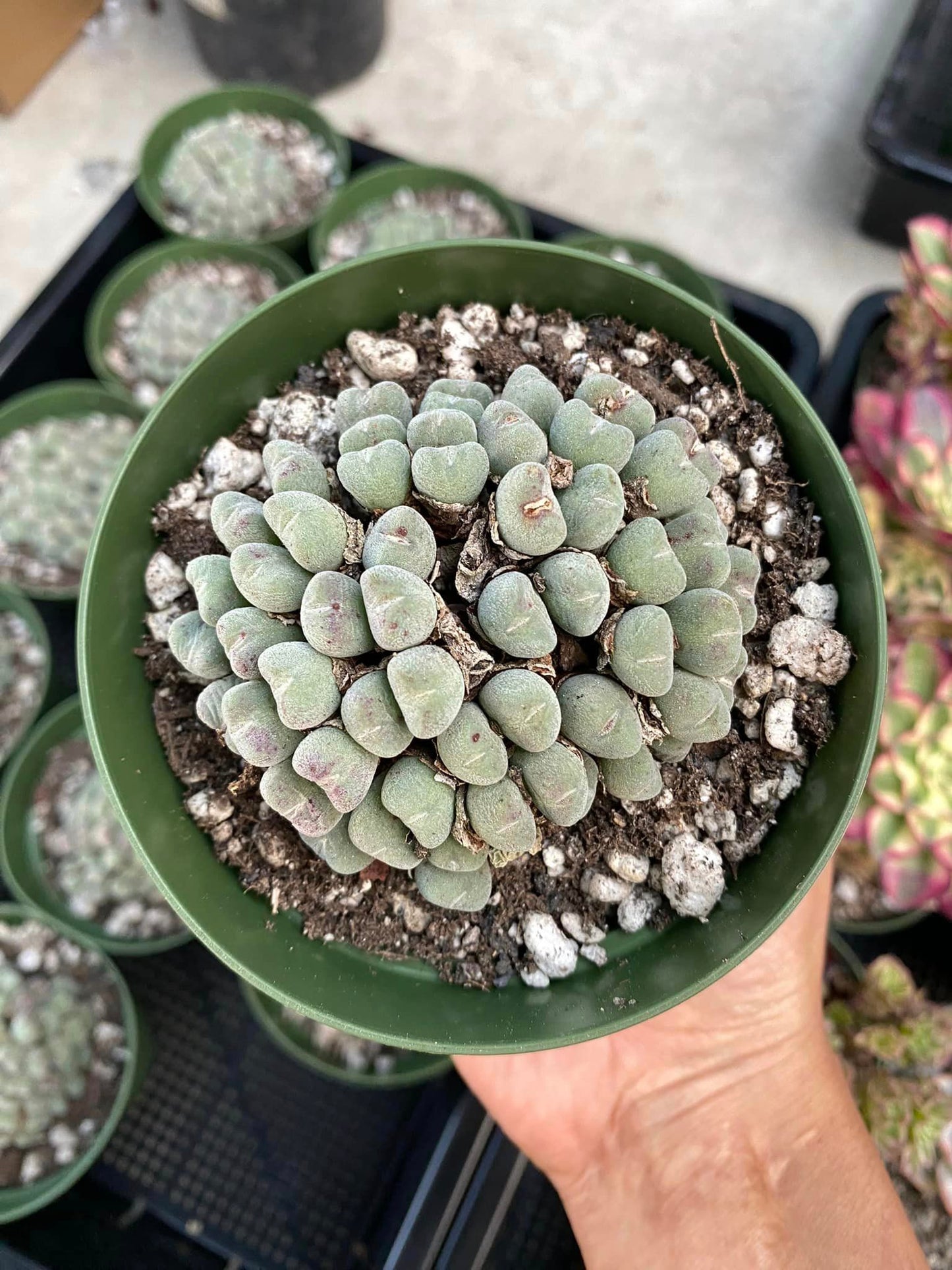 Conophytum bilobum cluster grande