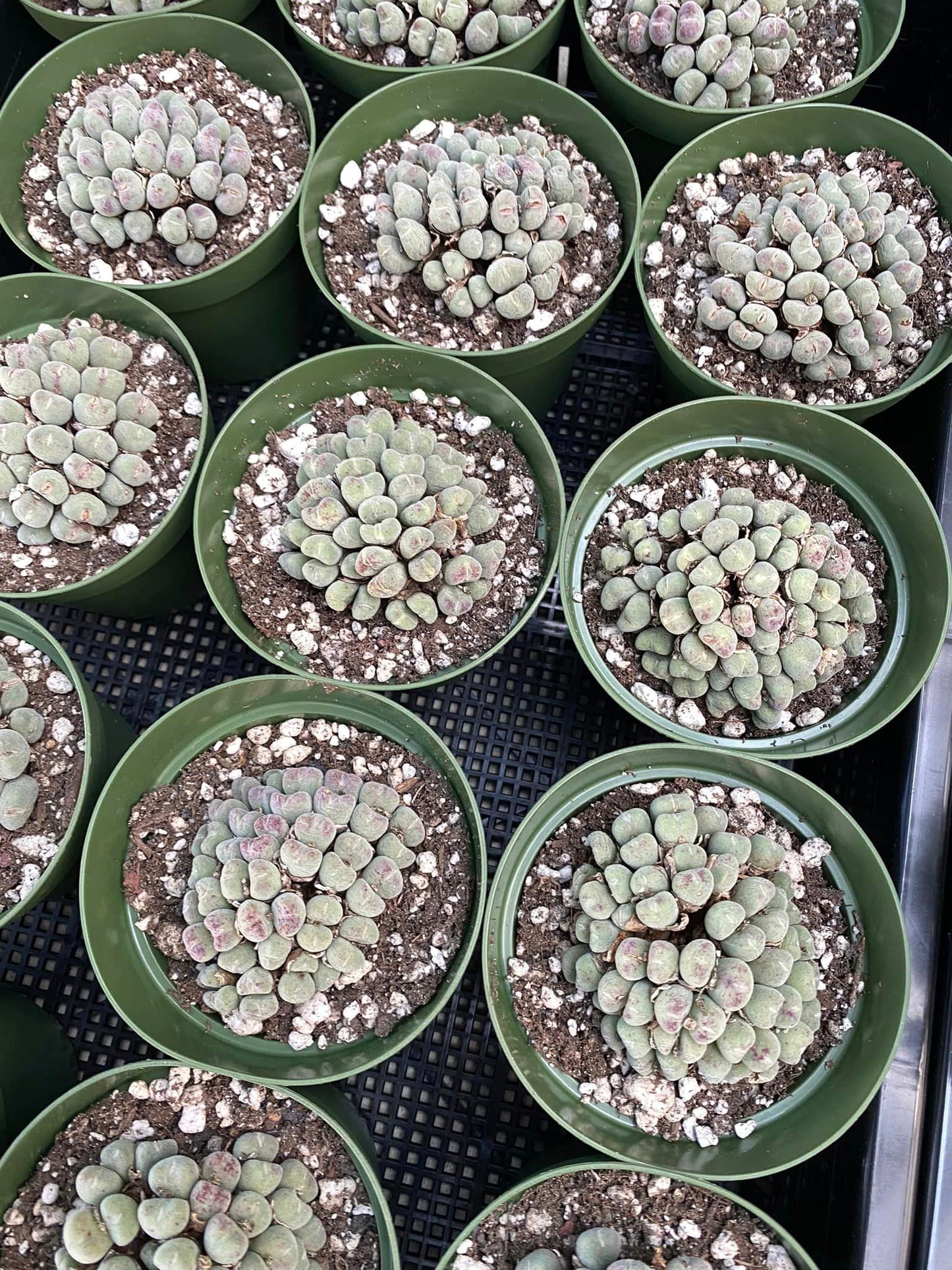 Conophytum bilobum cluster grande