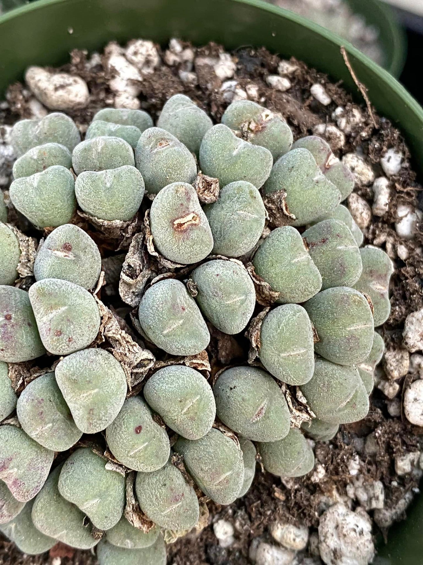 Conophytum bilobum cluster grande