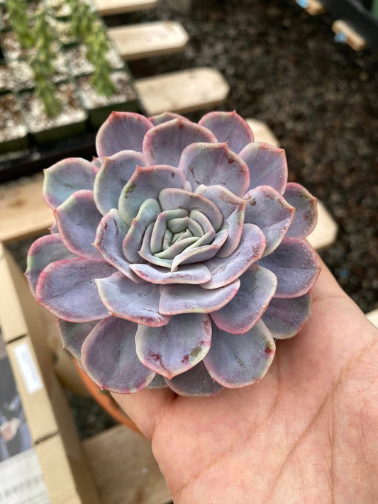 Echeveria blue surprise Variegada