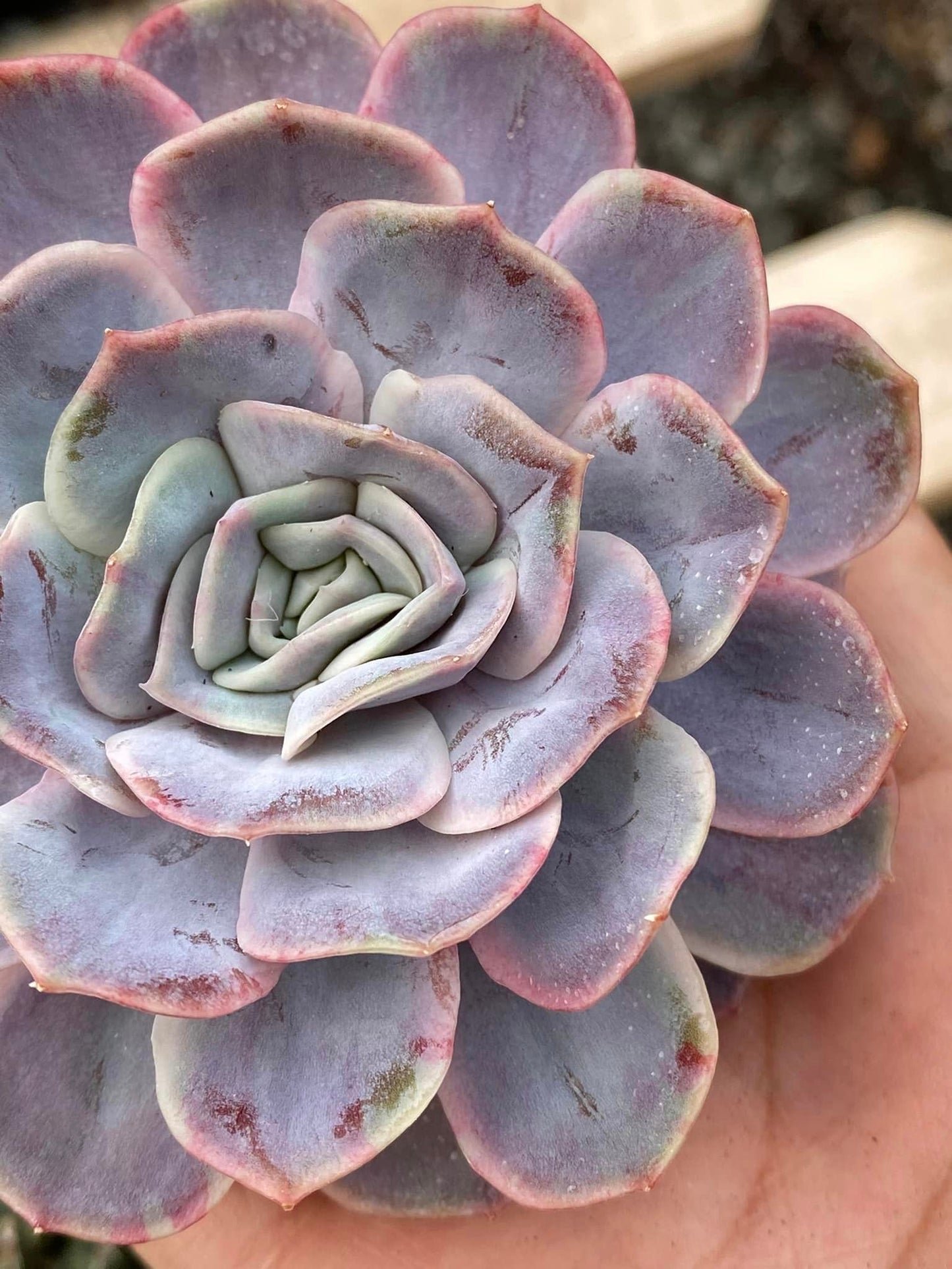 Echeveria blue surprise Variegada