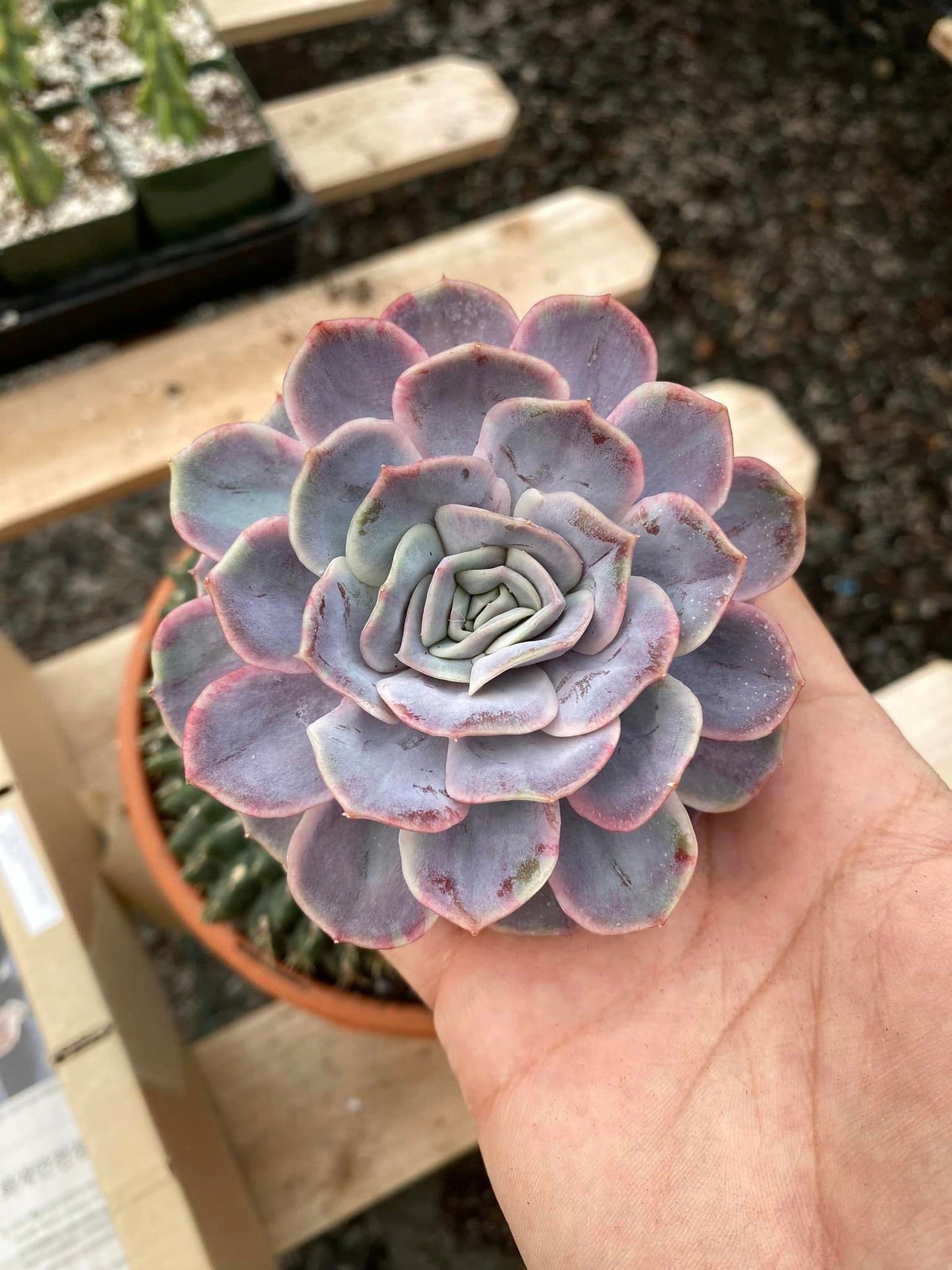 Echeveria blue surprise Variegada