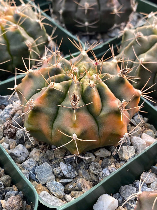 Gymnocalycium damsii