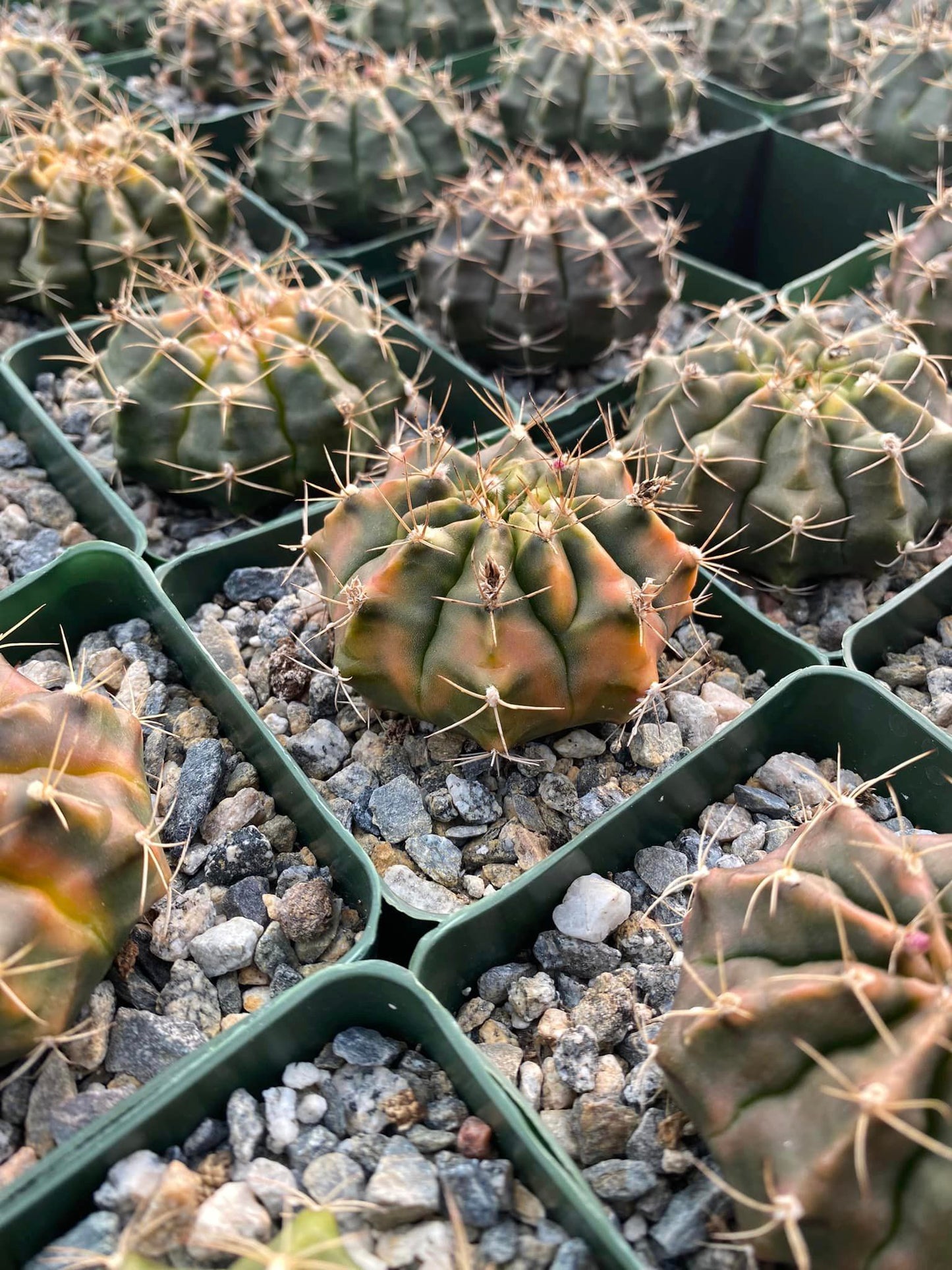 Gymnocalycium damsii