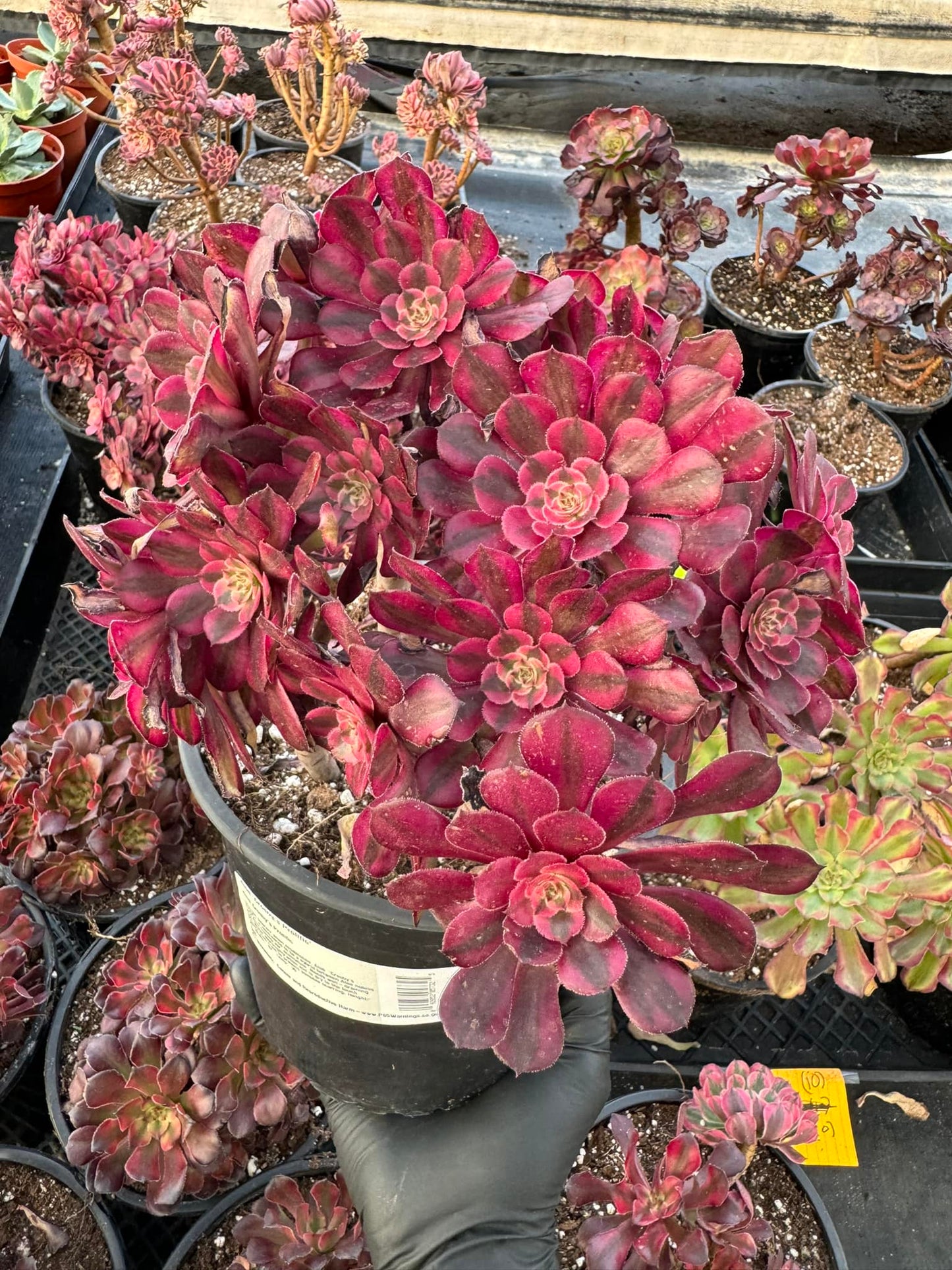 Aeonium 'Black Garnet' Cluster