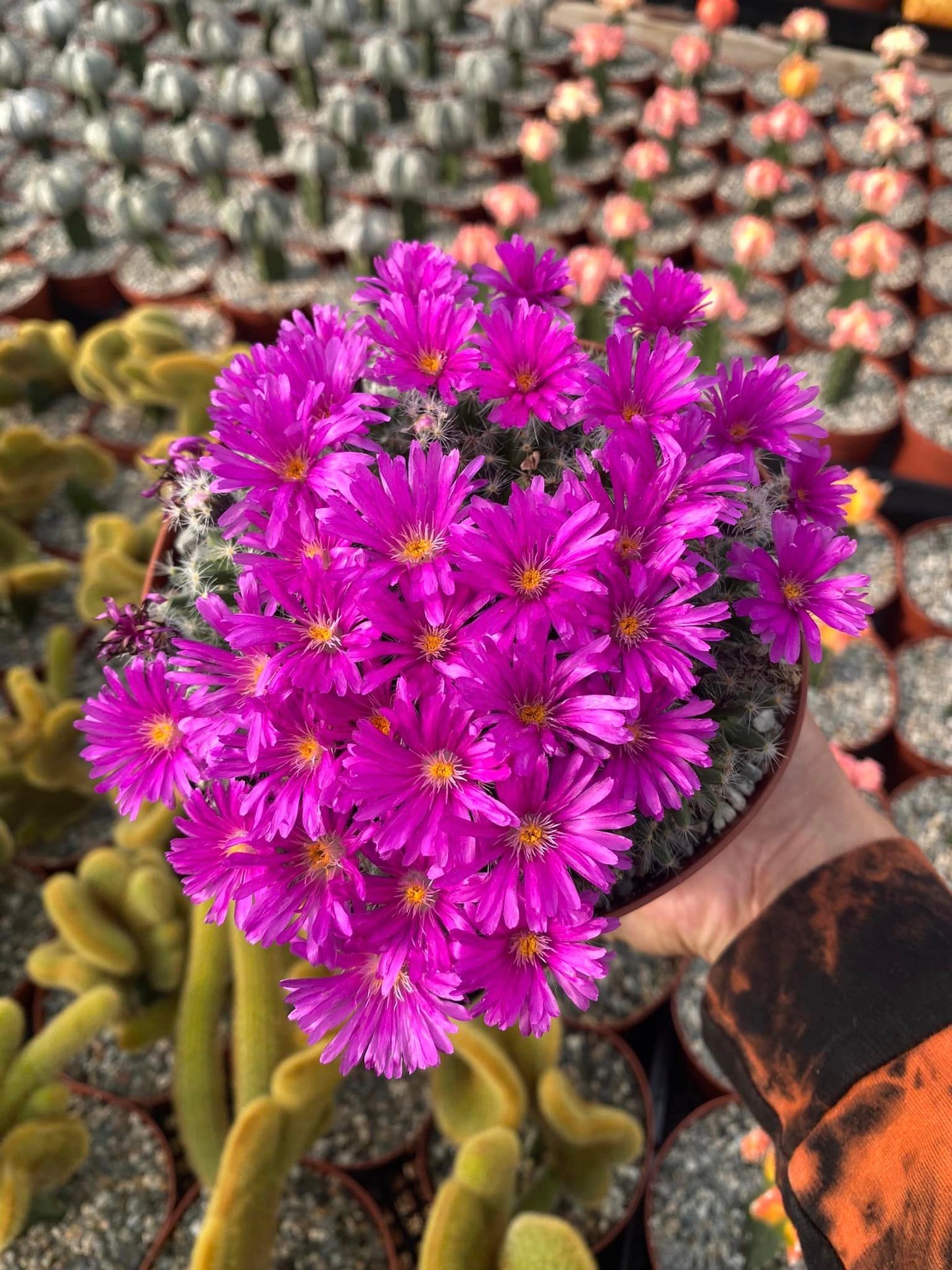 Trychodiadema densum