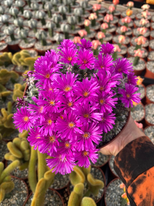 Trychodiadema densum