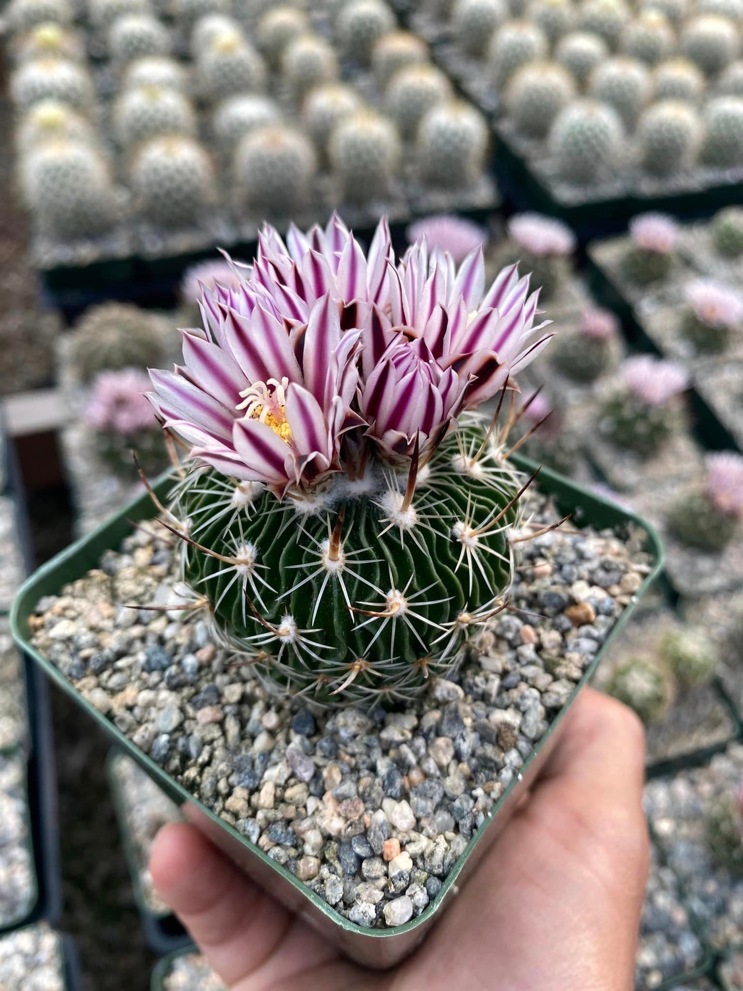 Echinofossulocactus multicostatum sb1147