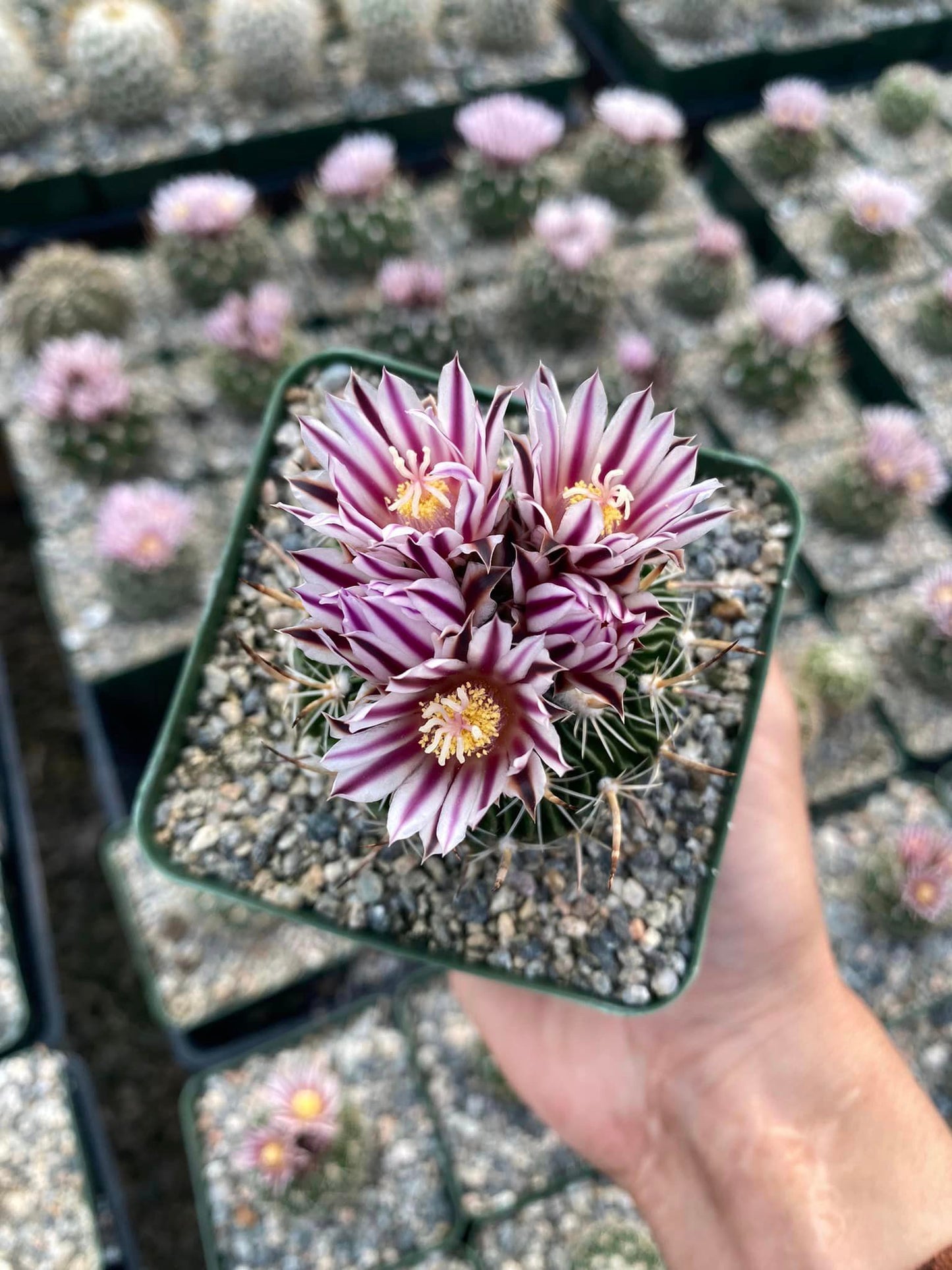 Echinofossulocactus multicostatum sb1147