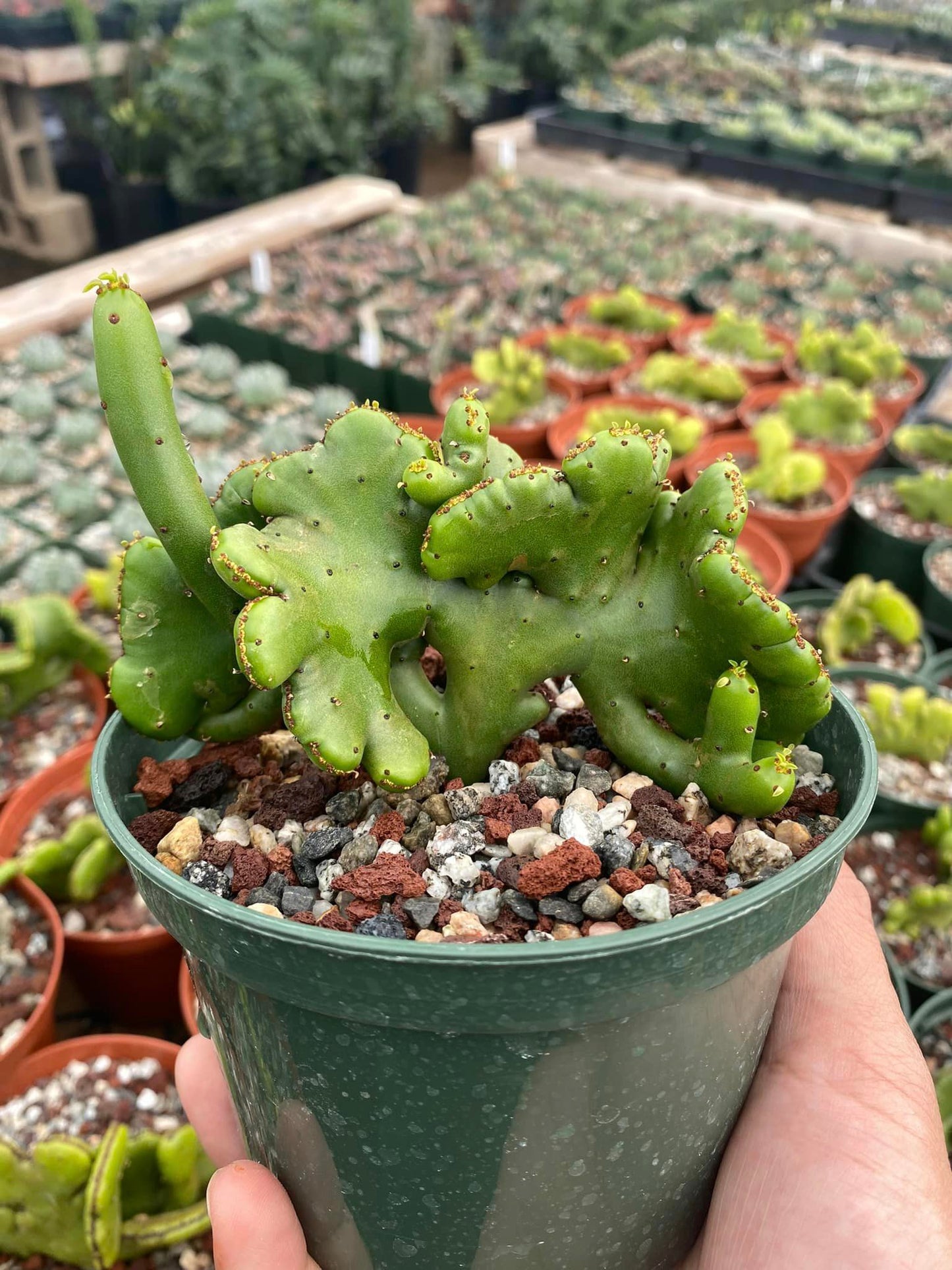 Euphorbia leucodendron cresta