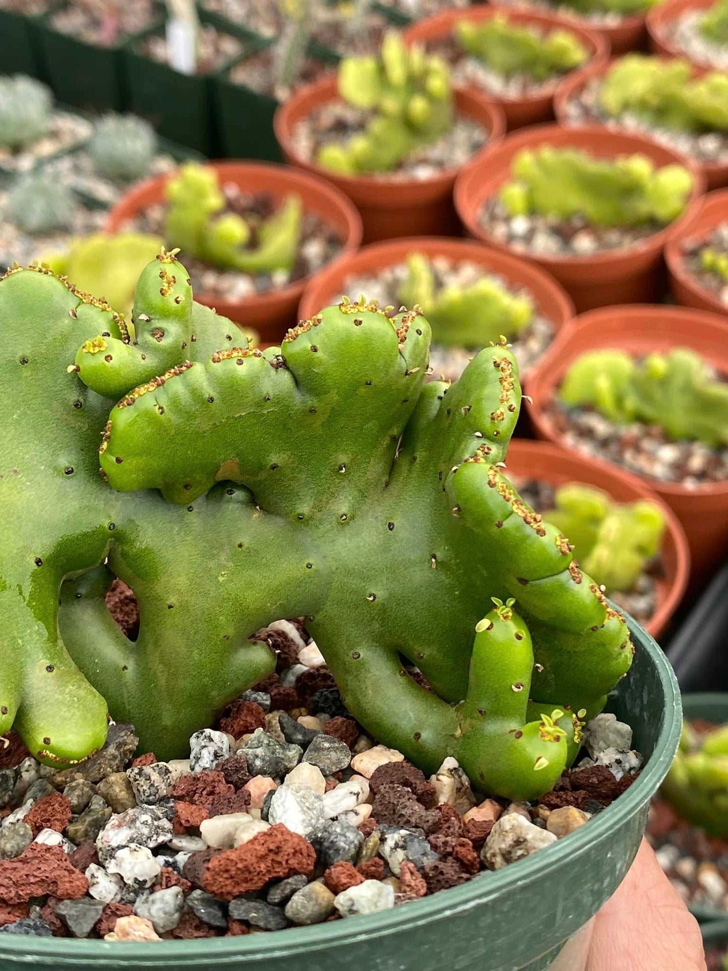 Euphorbia leucodendron cresta