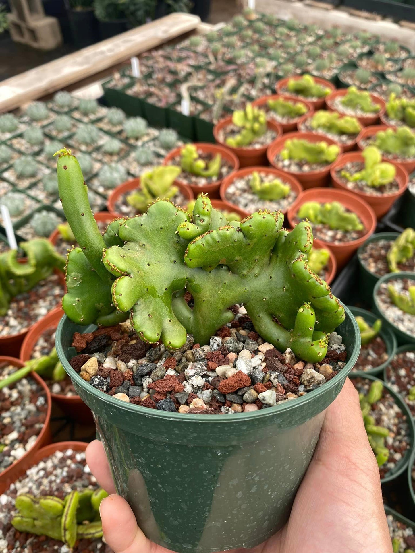 Euphorbia leucodendron cresta