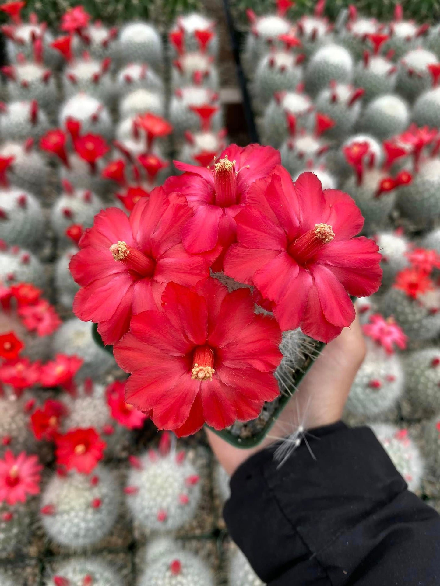 Mammillaria senilis