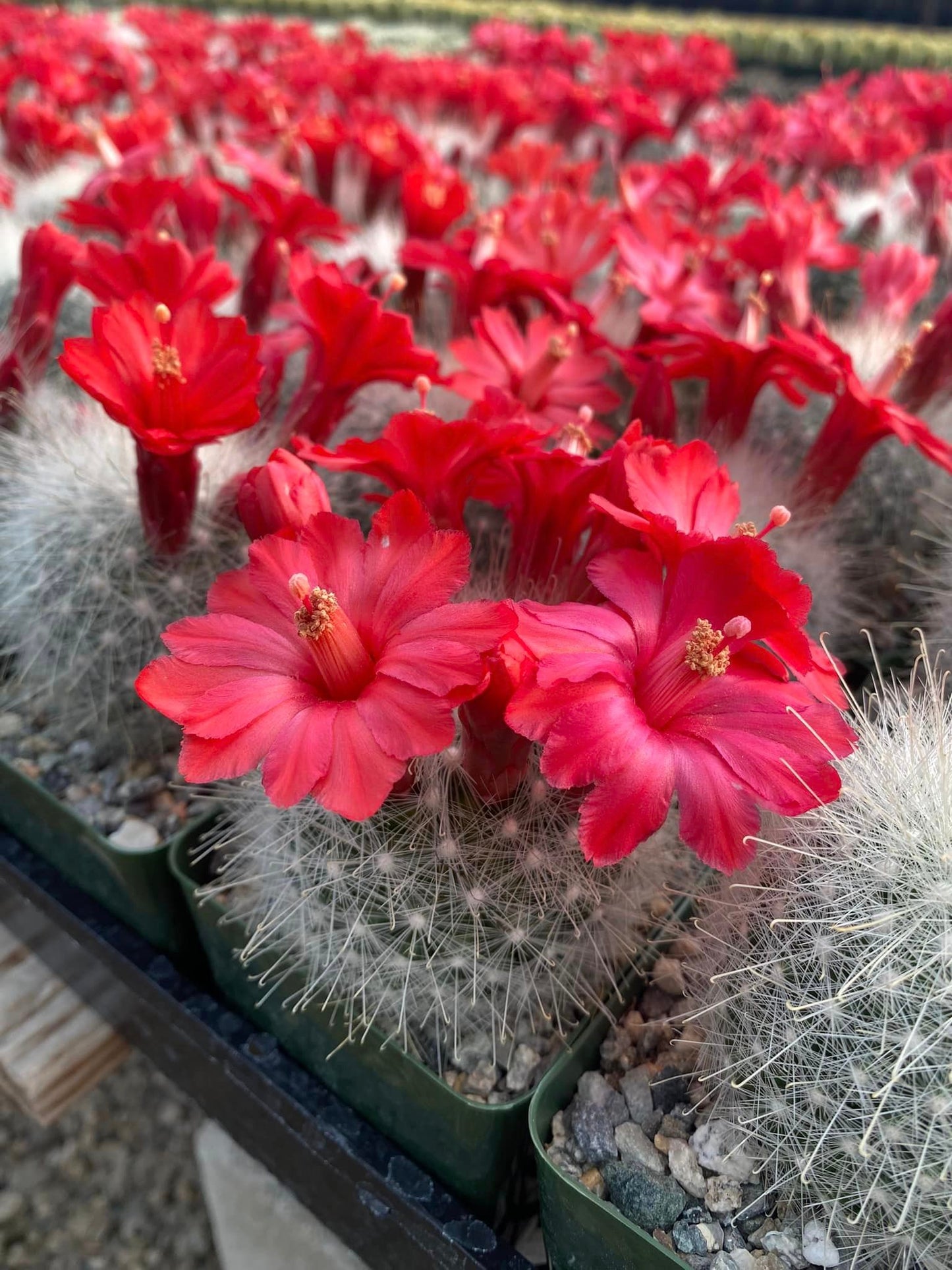 Mammillaria senilis