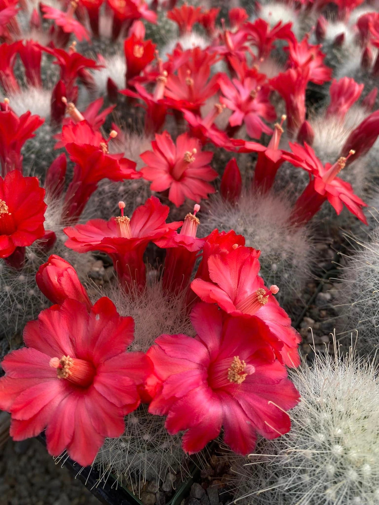 Mammillaria senilis