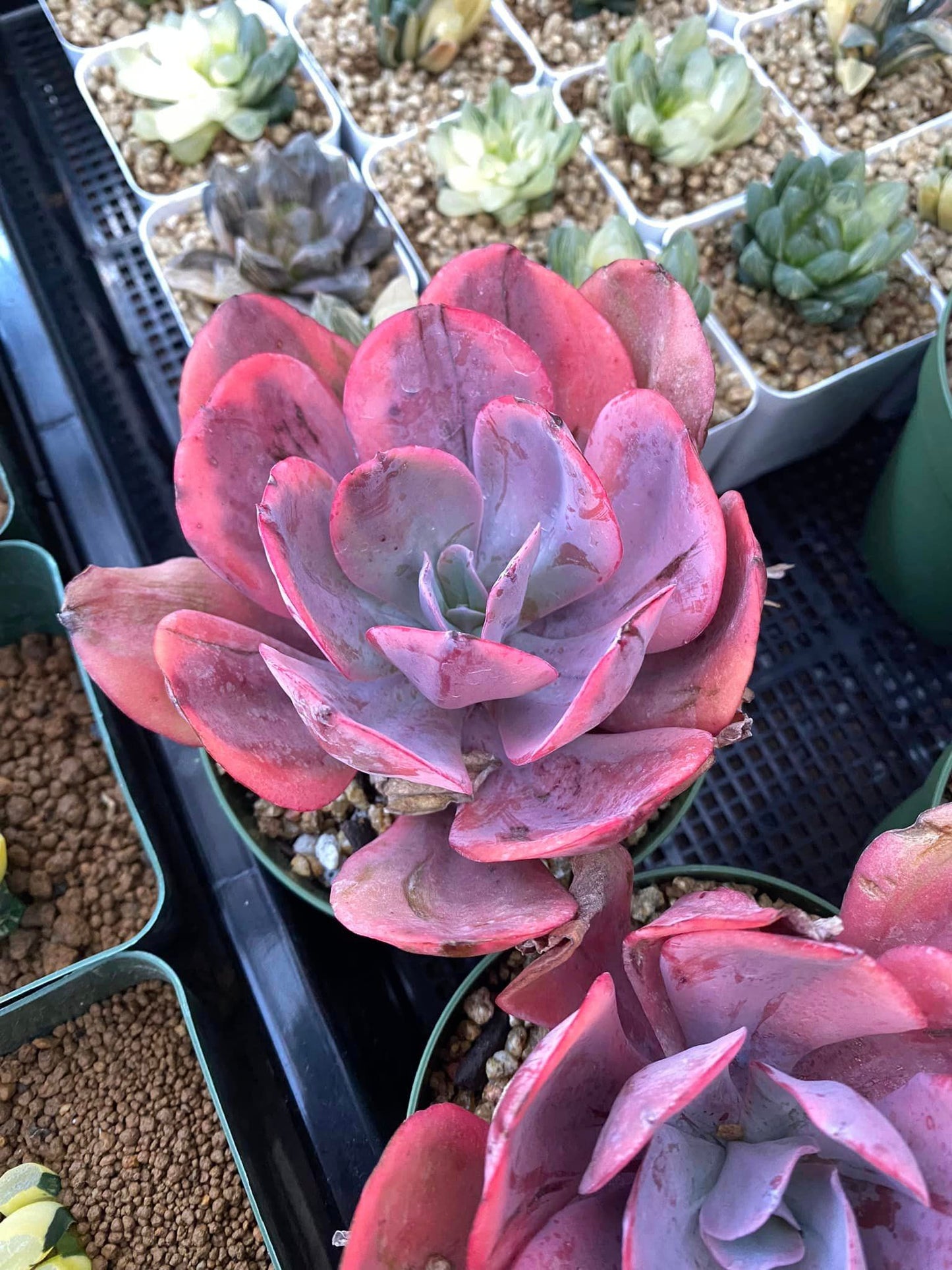 Echeveria ángel wings variegated