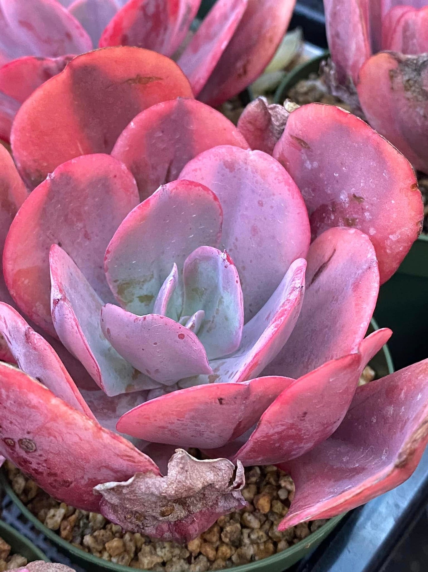 Echeveria ángel wings variegated