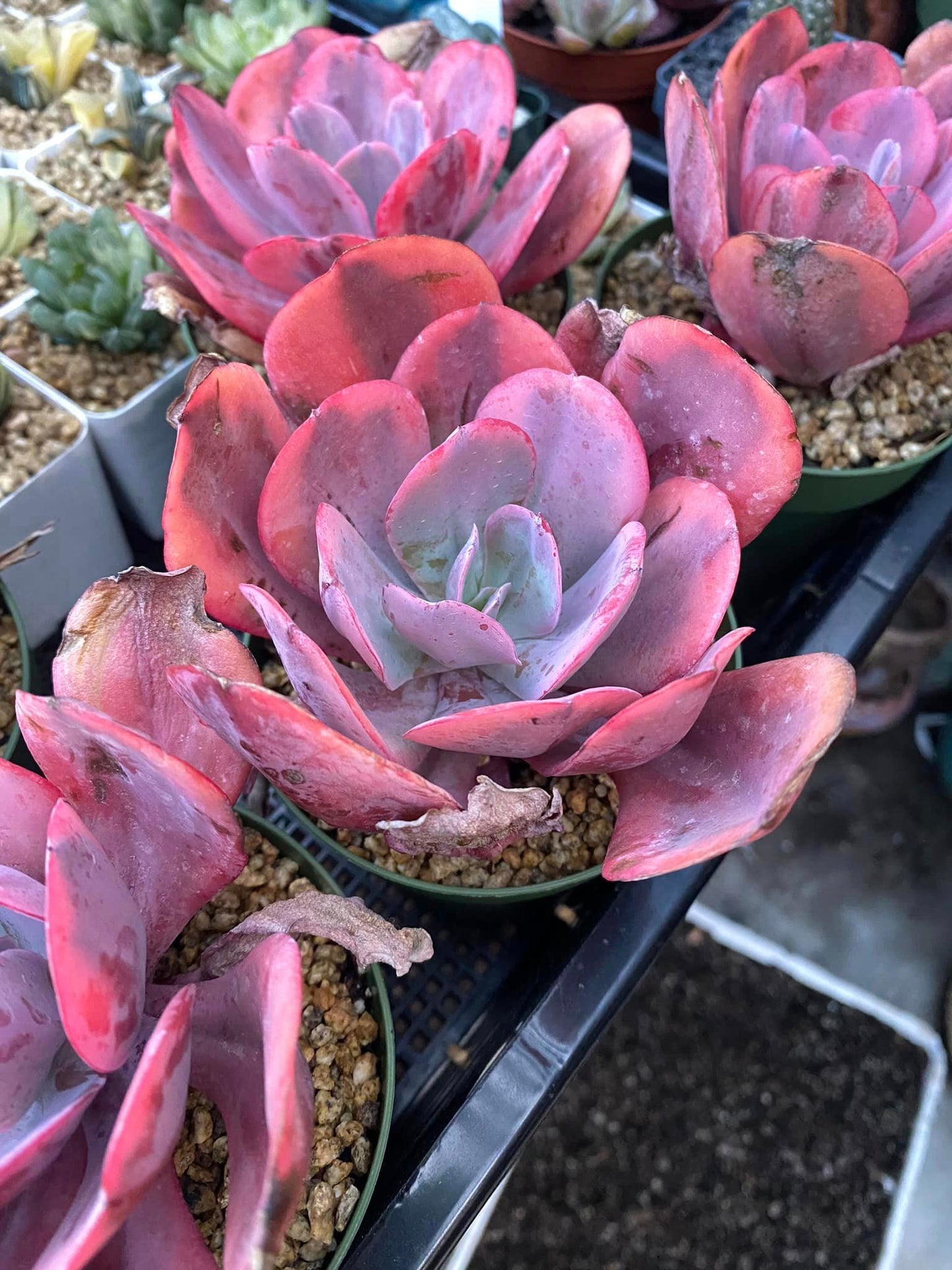 Echeveria ángel wings variegated