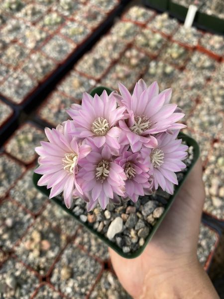 Gymnocalycium bruchii