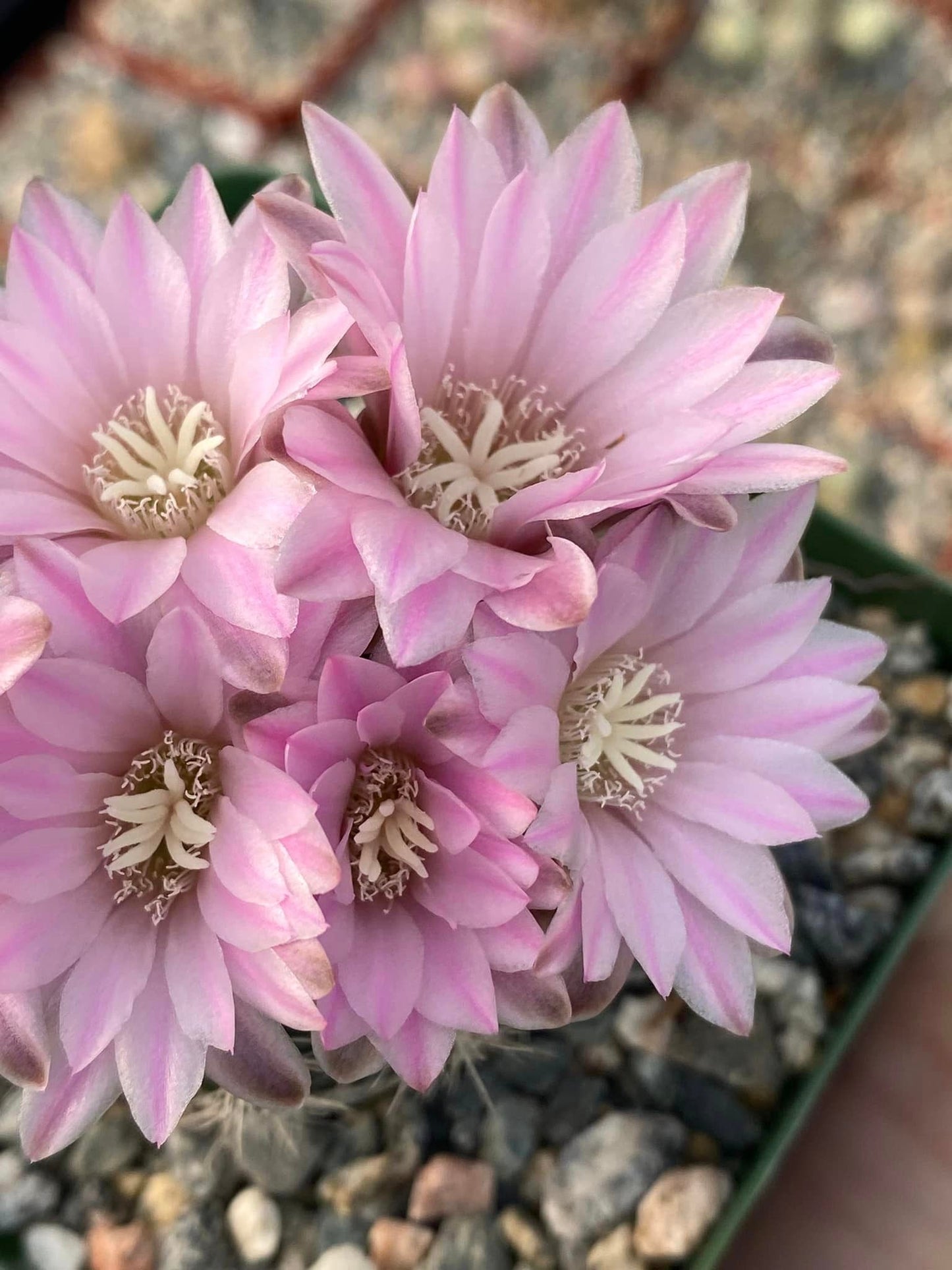 Gymnocalycium bruchii