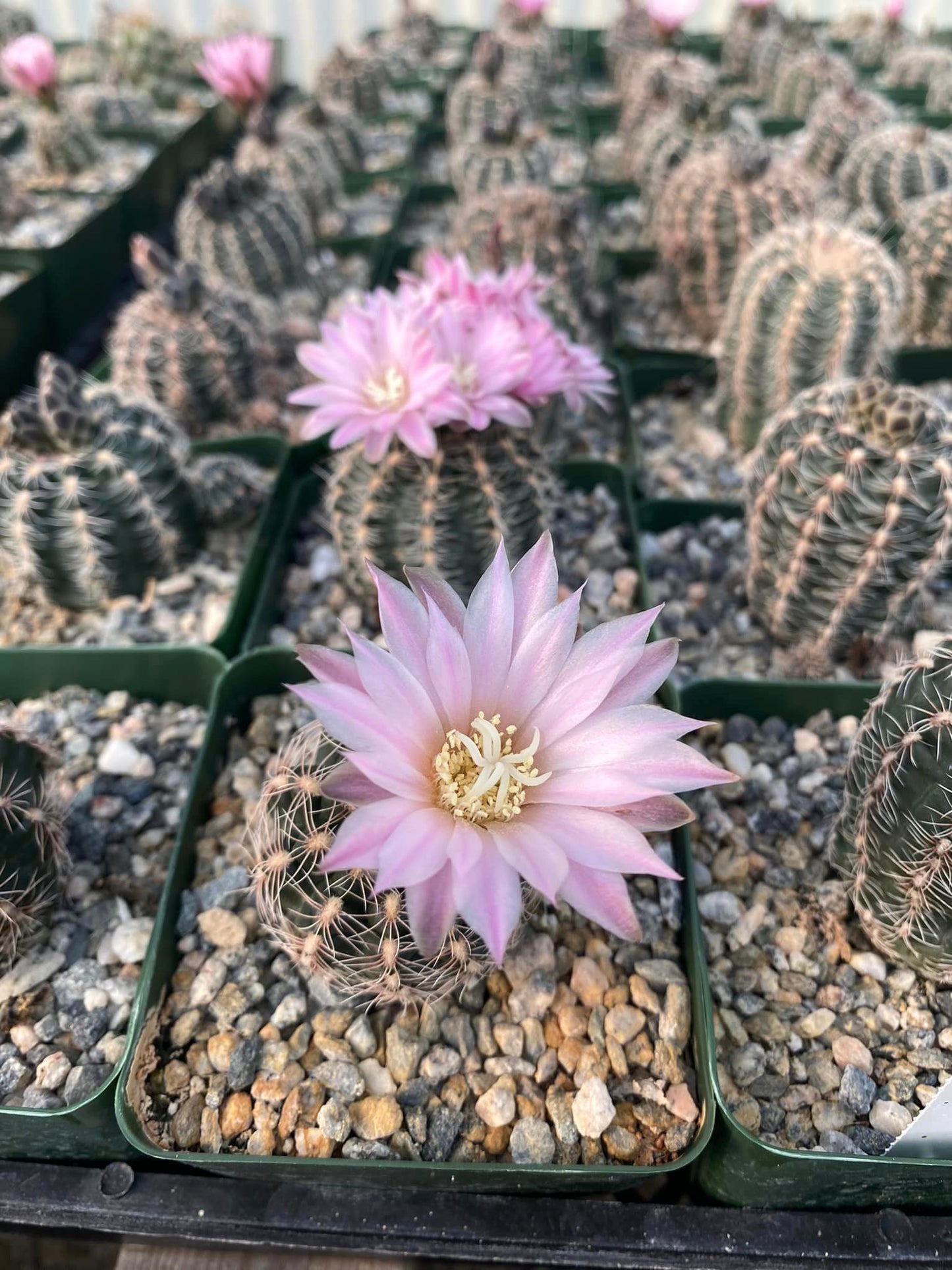 Gymnocalycium bruchii