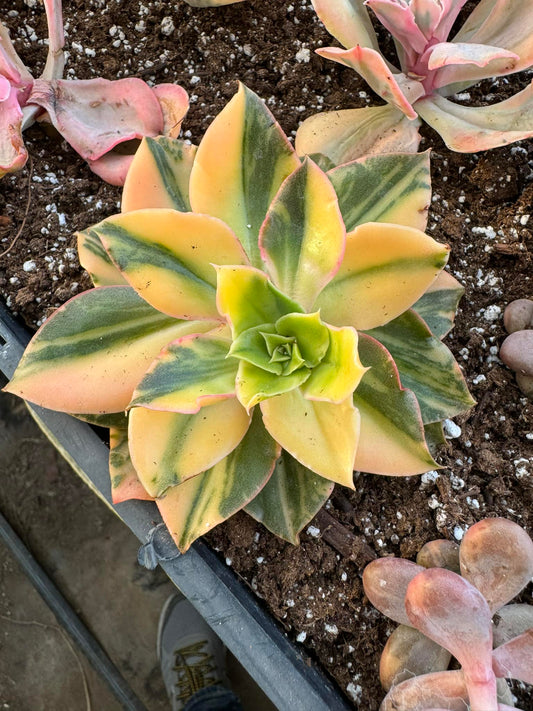 Echeveria 'Gosahong' Variegada