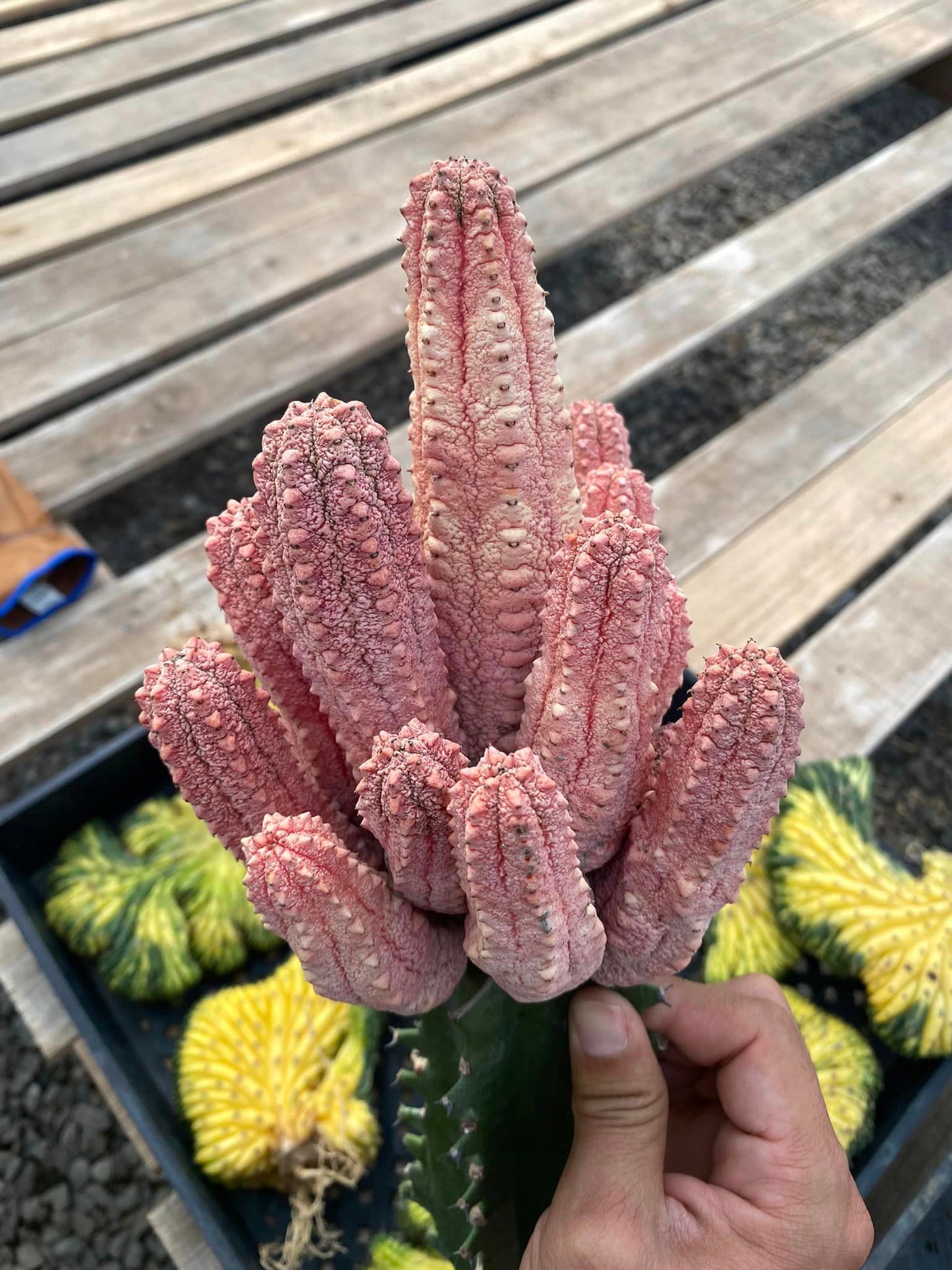 Euphorbia abdelkuri cv damask cluster