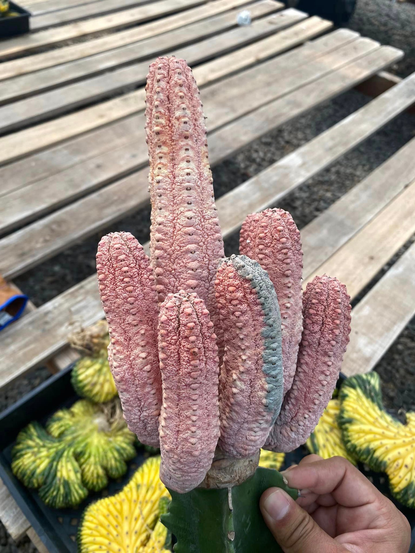 Euphorbia abdelkuri cv damask cluster