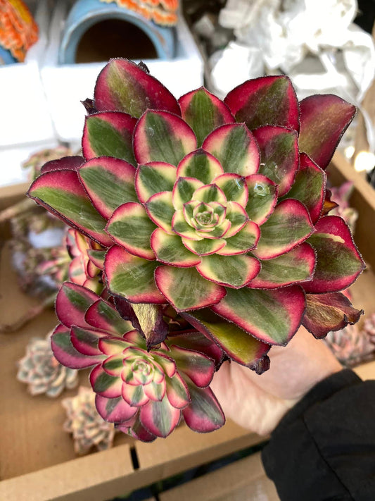 Aeonium voodoo variegated cluster