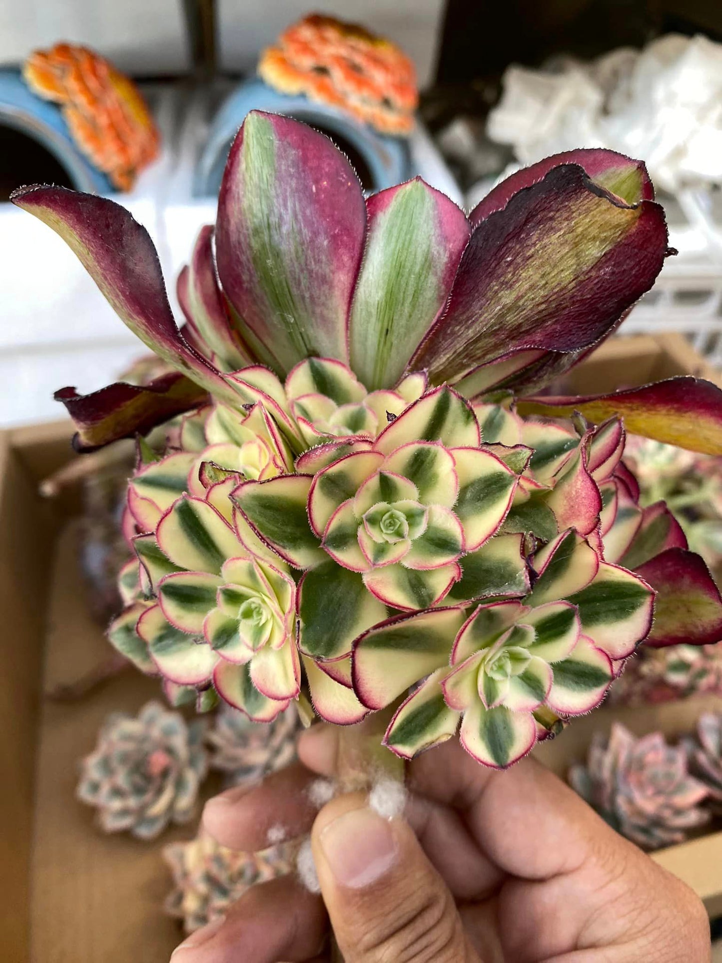 Aeonium voodoo variegated cluster