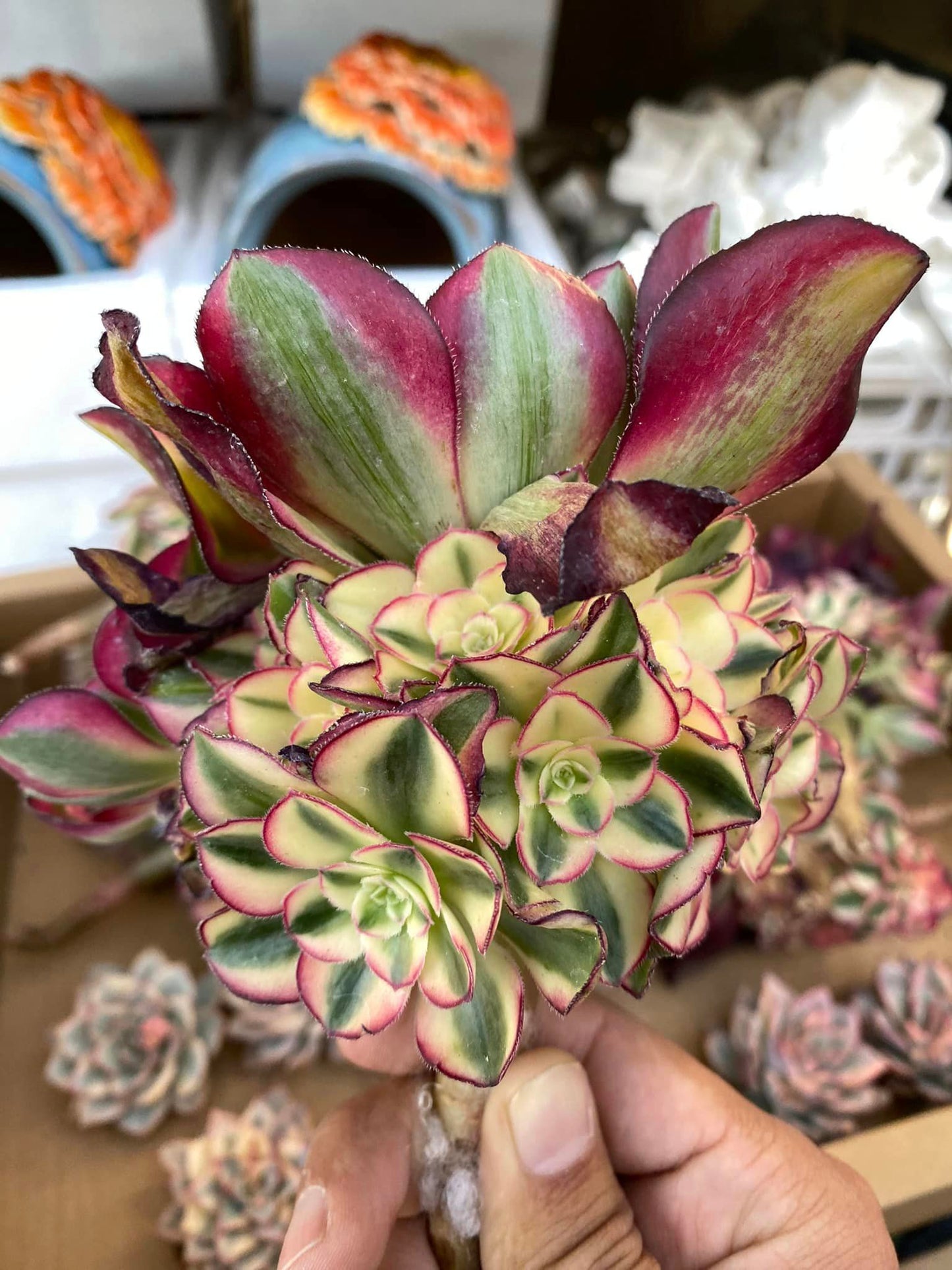 Aeonium voodoo variegated cluster