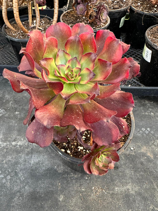 Aeonium 'Maggie' Cluster