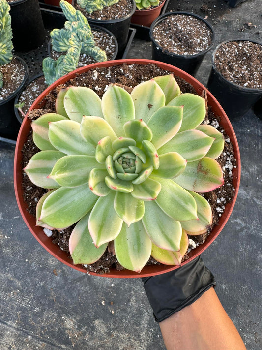 Echeveria 'Flamenco' Variegada