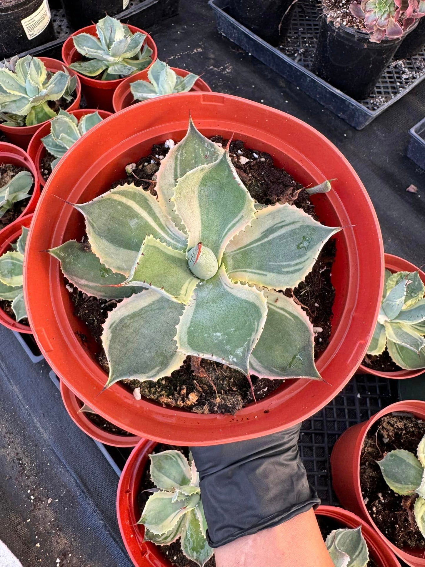 Agave potatorum 'Trade Winds'