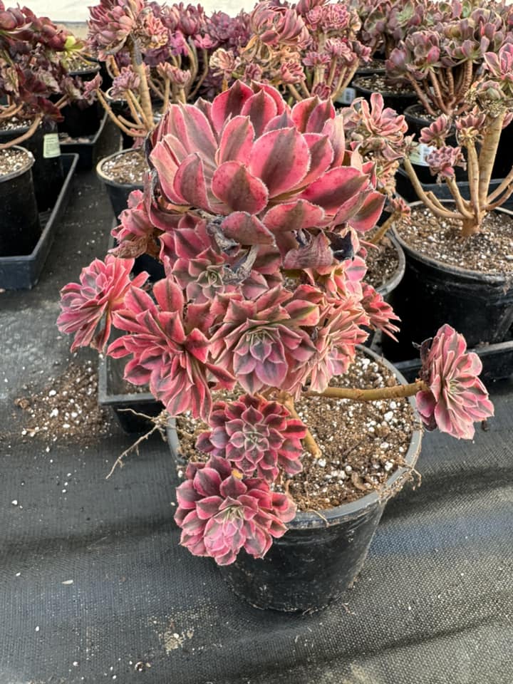 Aeonium 'White Garnet'