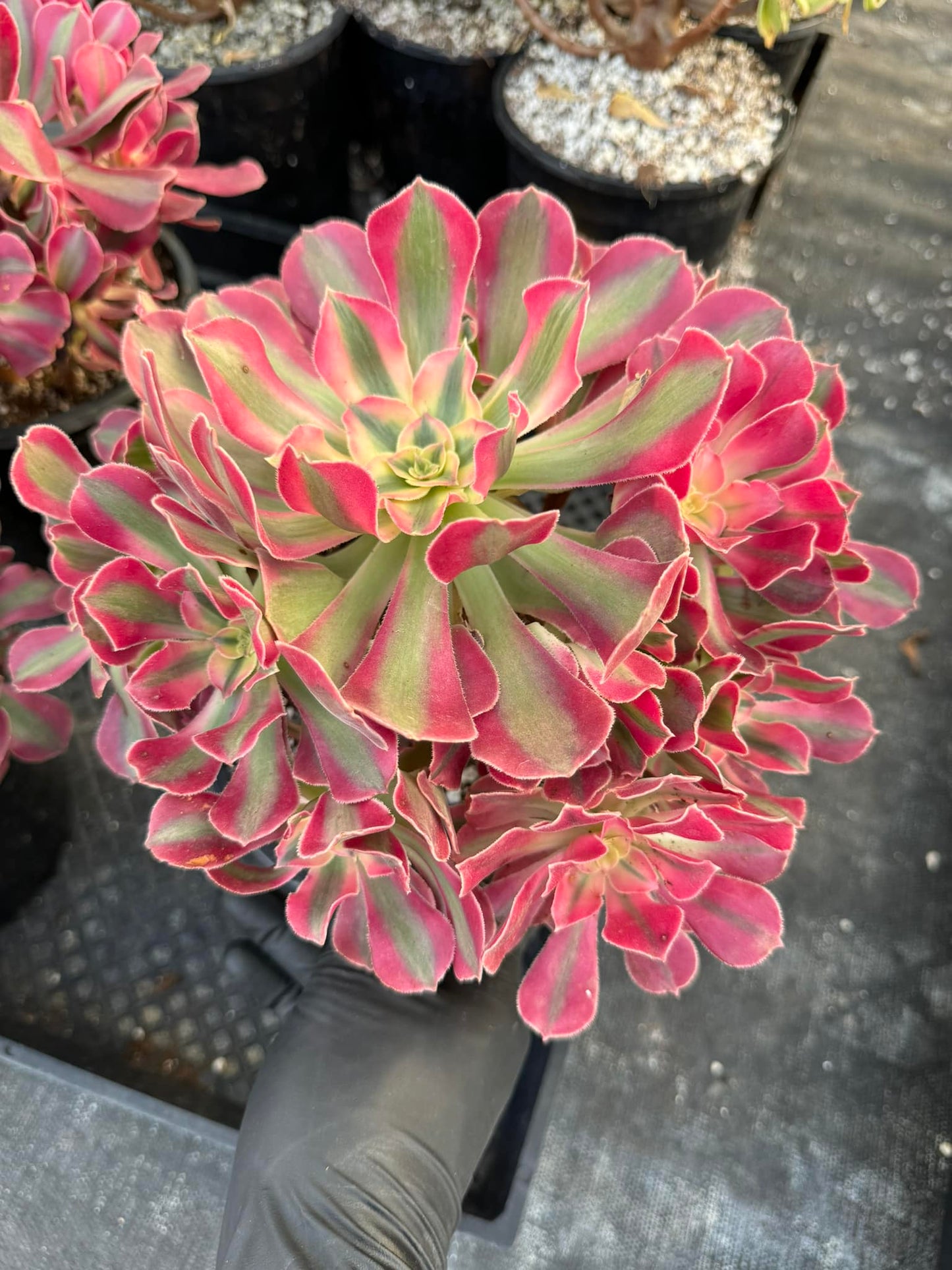 Aeonium 'Painted' Cluster