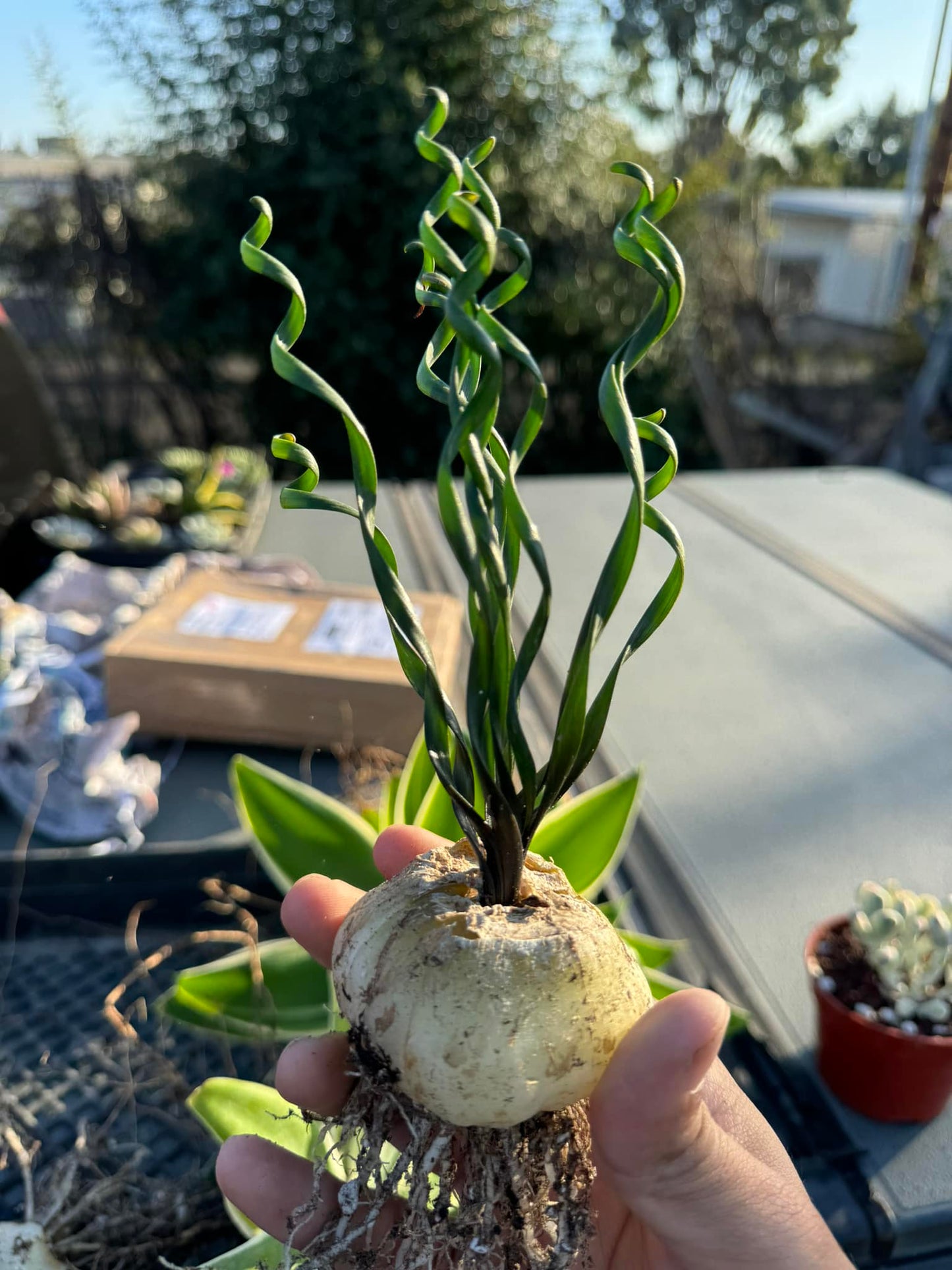 Albuca bruce-bayeri