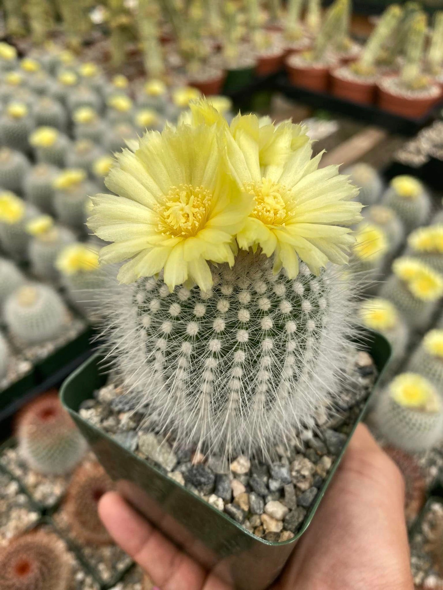 Notocactus rudibuenekeri