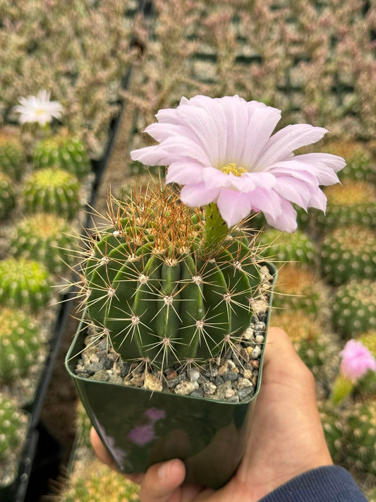 Acanthocalycium violaceum albiflorum