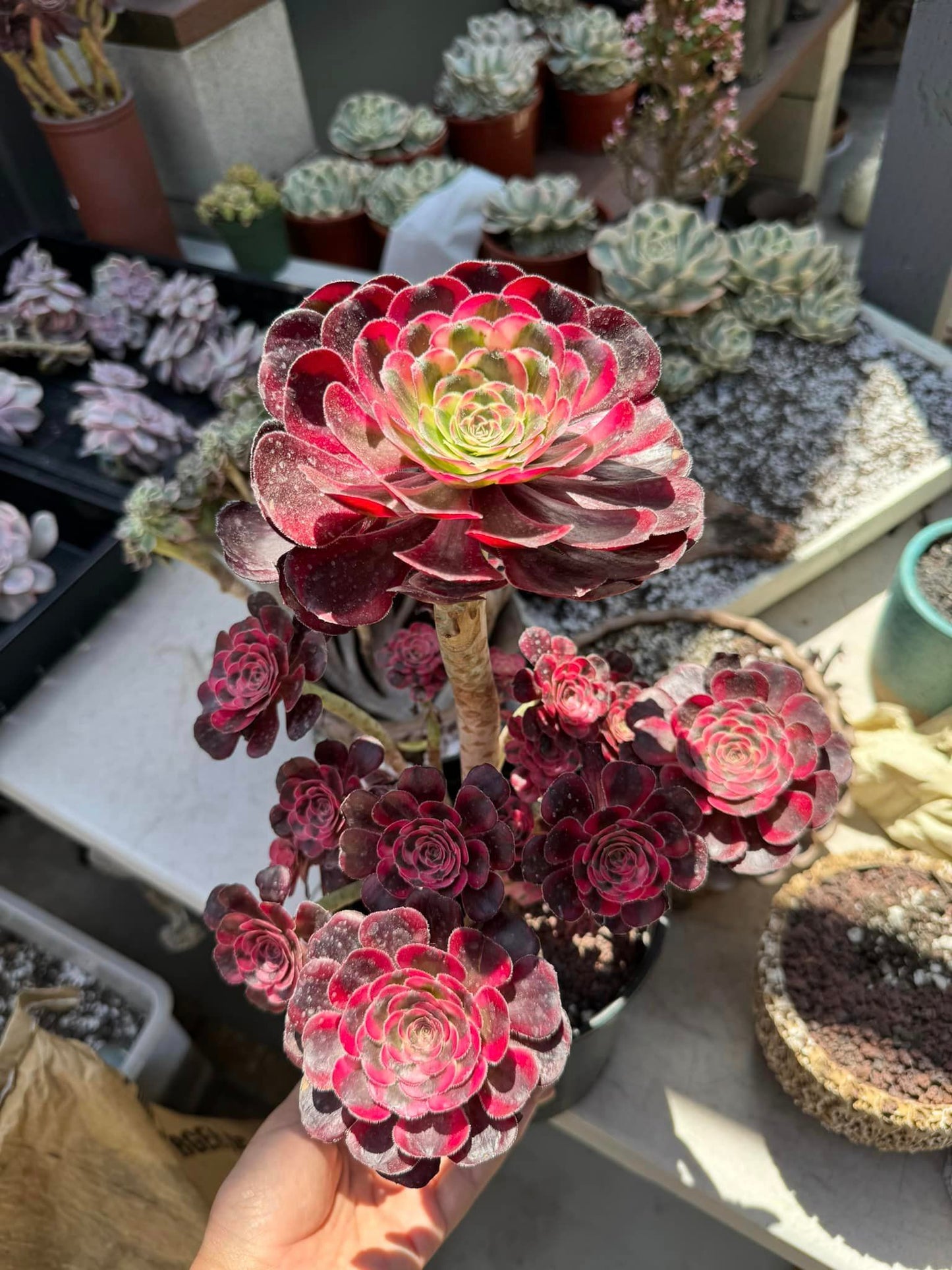 Aeonium Chanel conish cluster jumbo