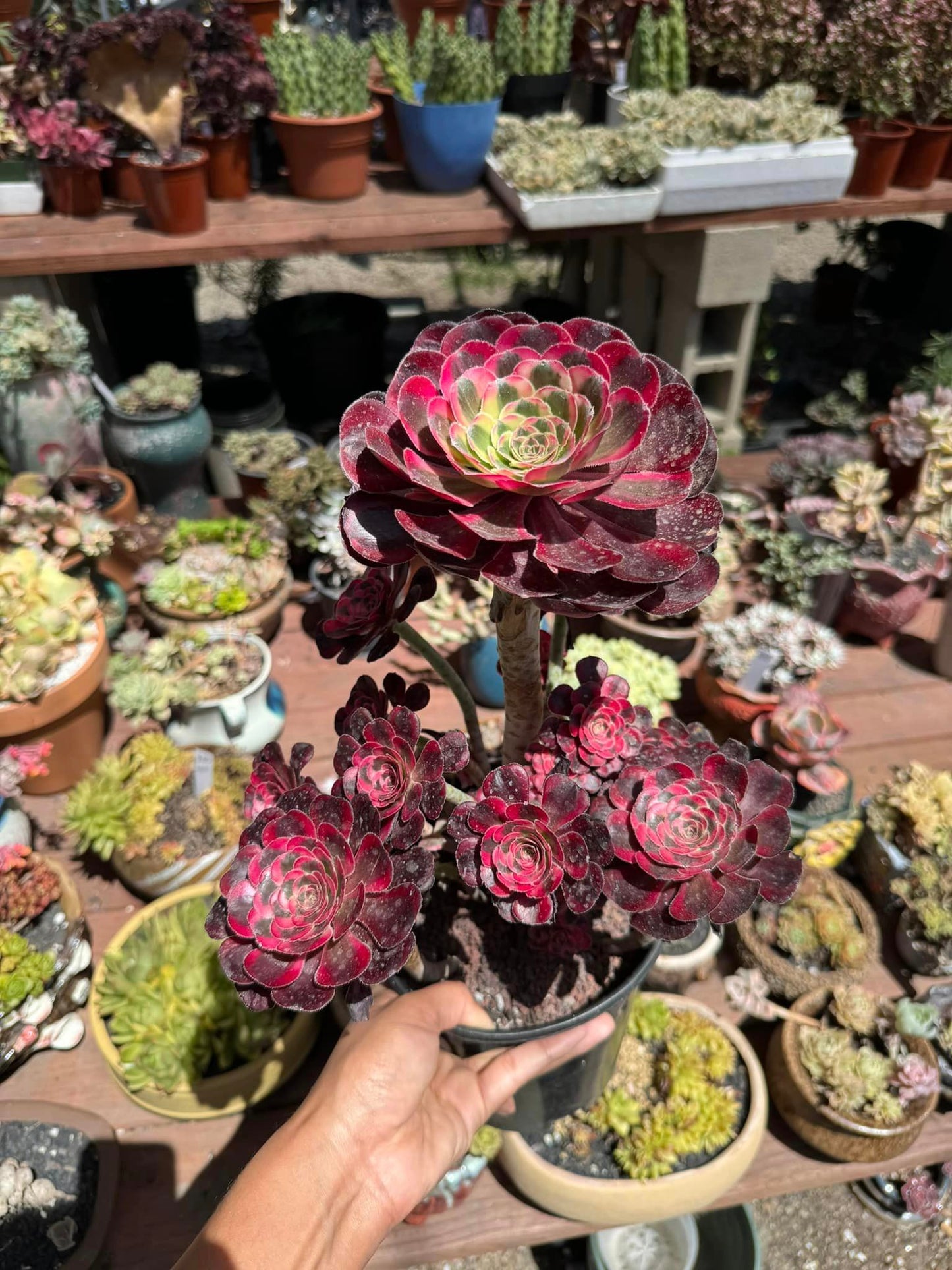 Aeonium Chanel conish cluster jumbo