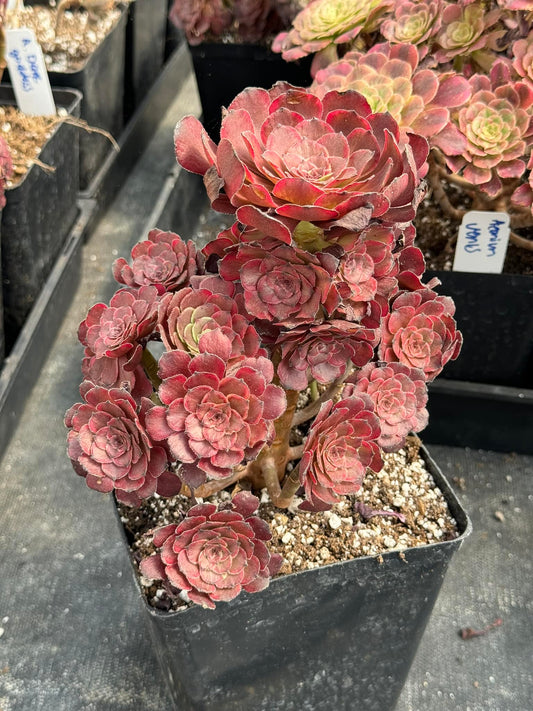 Aeonium Dark goddess cluster