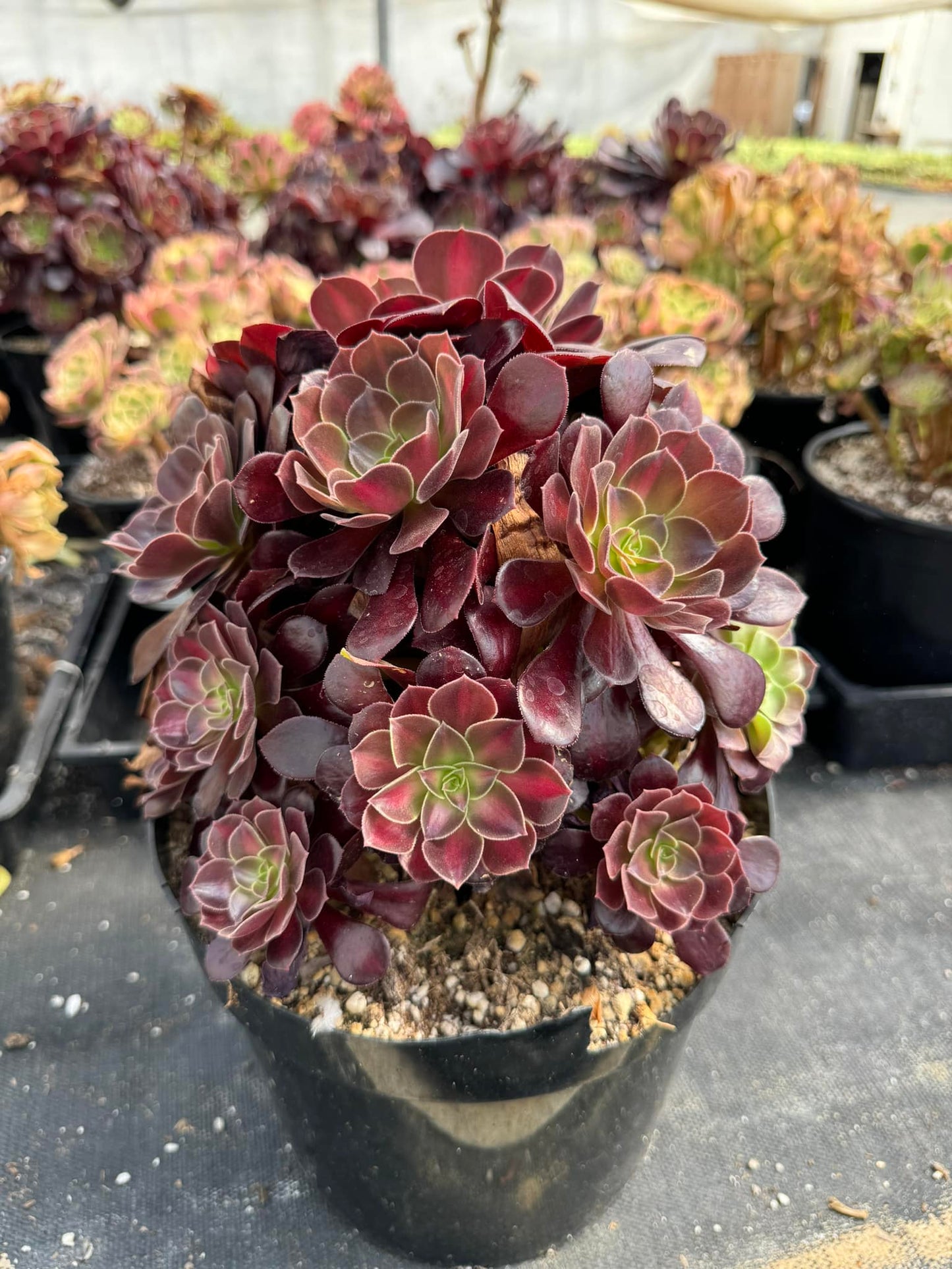 Aeonium Portugal x kilimanjaro