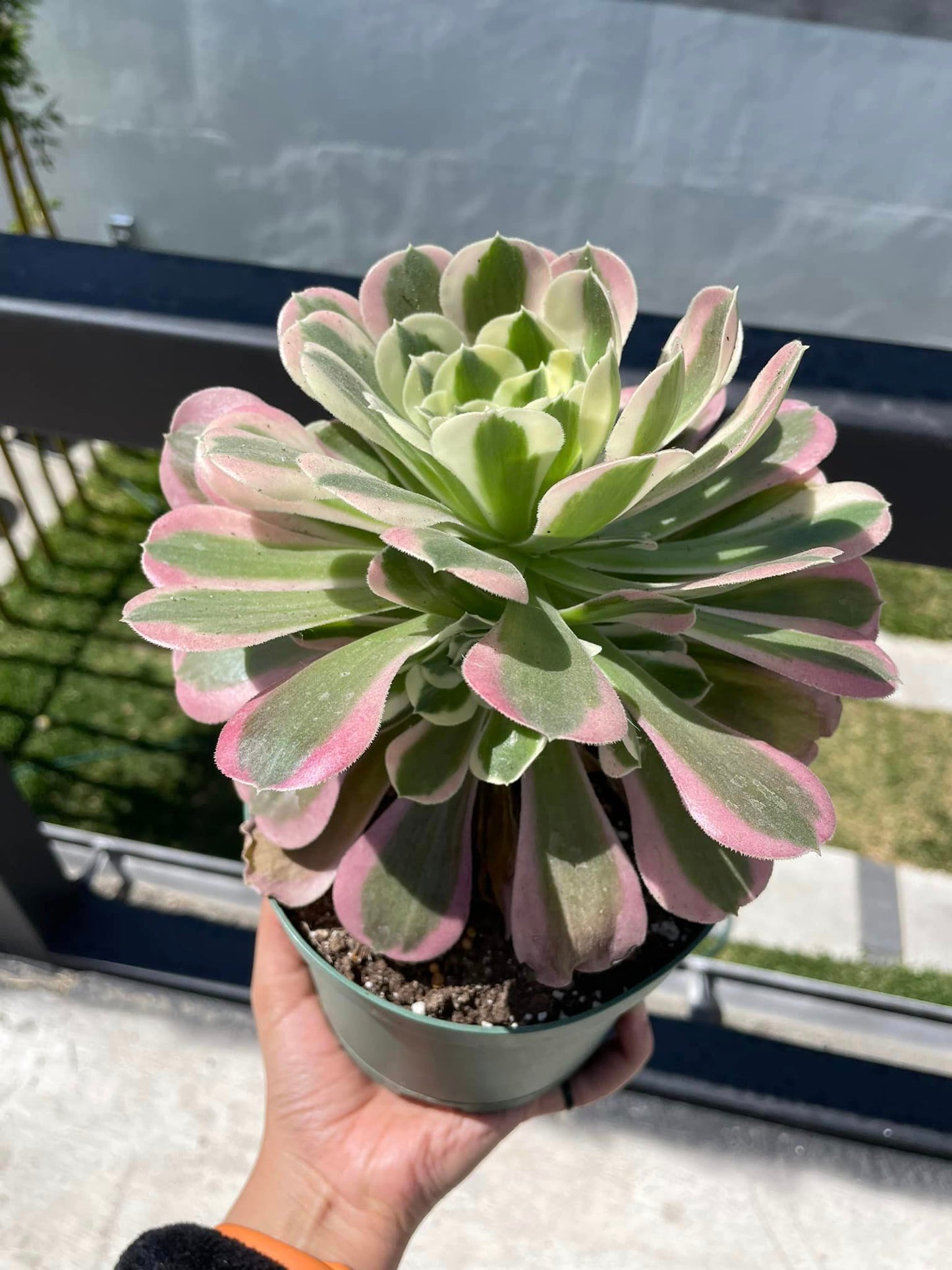 Aeonium RiverStone