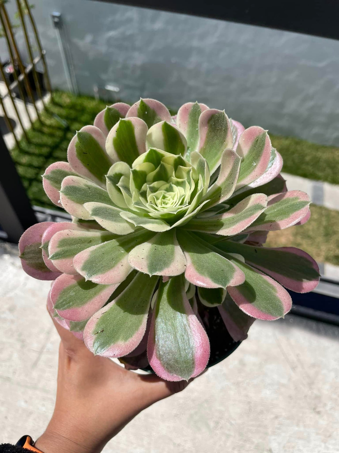 Aeonium RiverStone