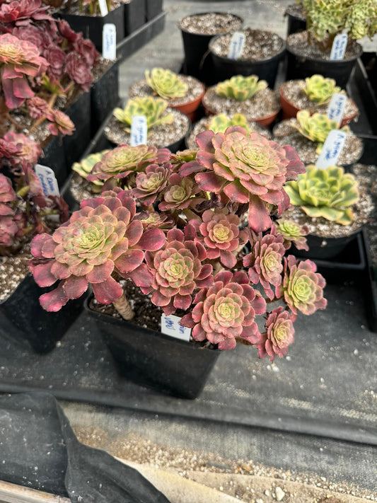 Aeonium Venus cluster